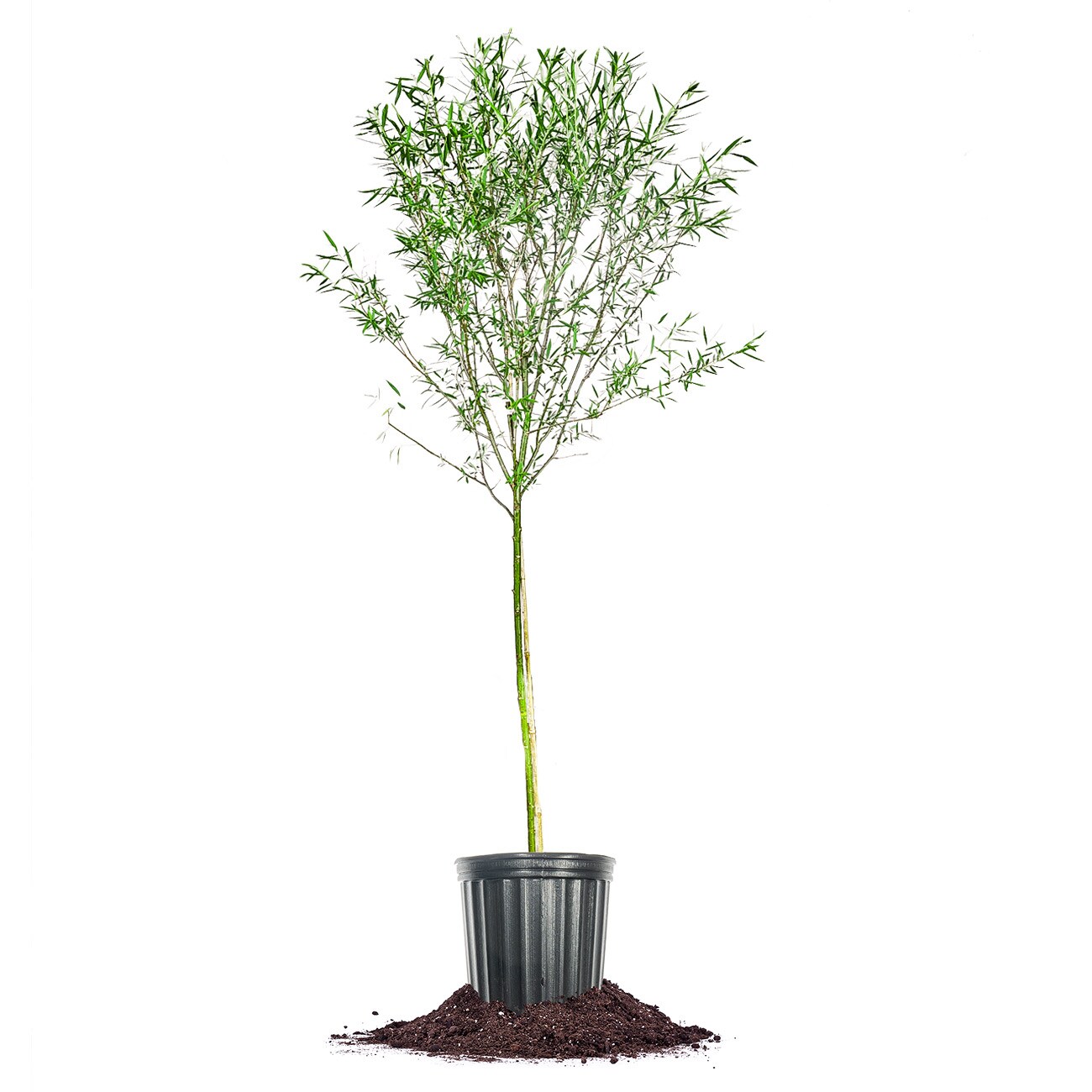 Buy Wisconsin Weeping Willow Tree, FREE SHIPPING, Wilson Bros Gardens, 3  Gallon Pot for Sale