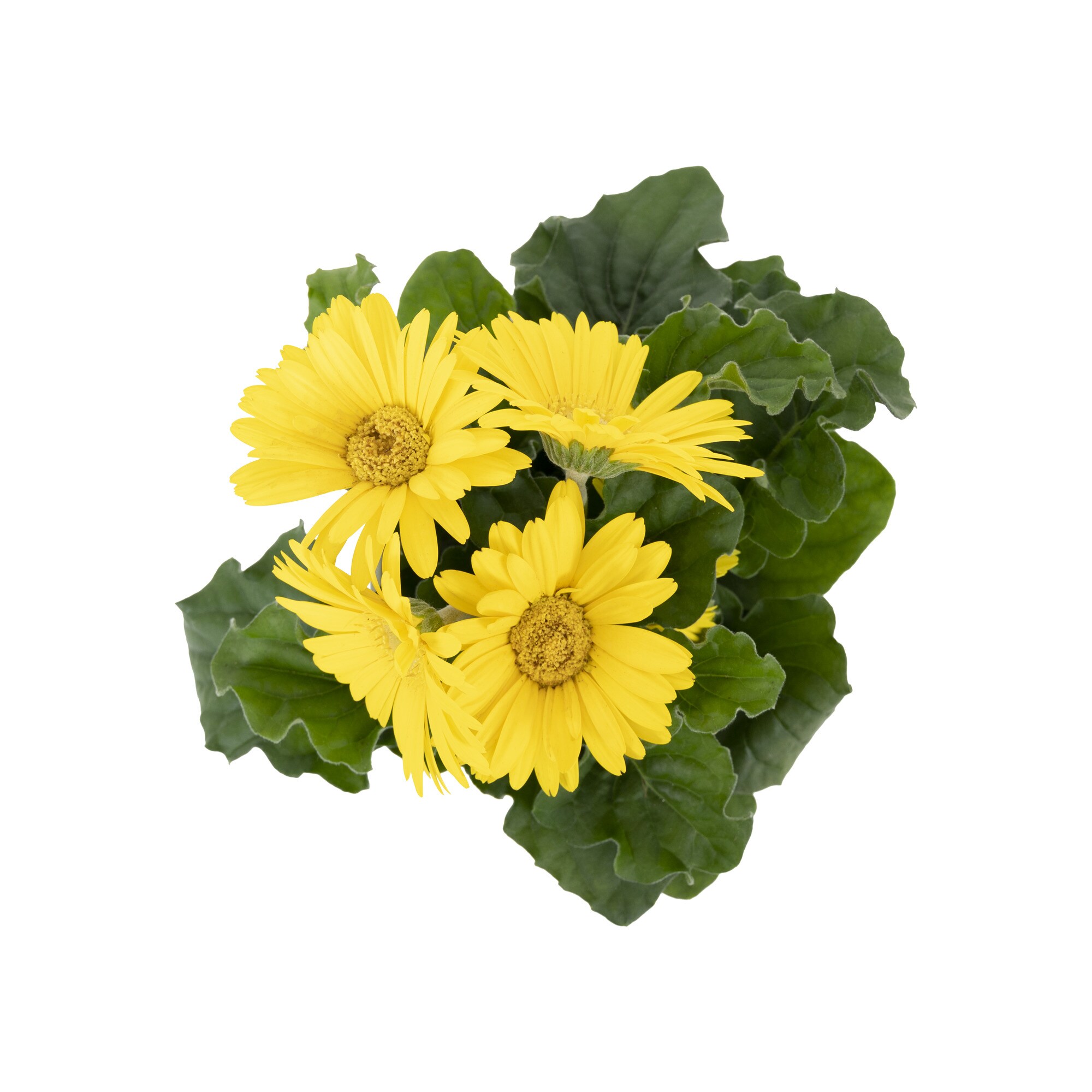 Miracle-Gro 201281 annuals - View #3