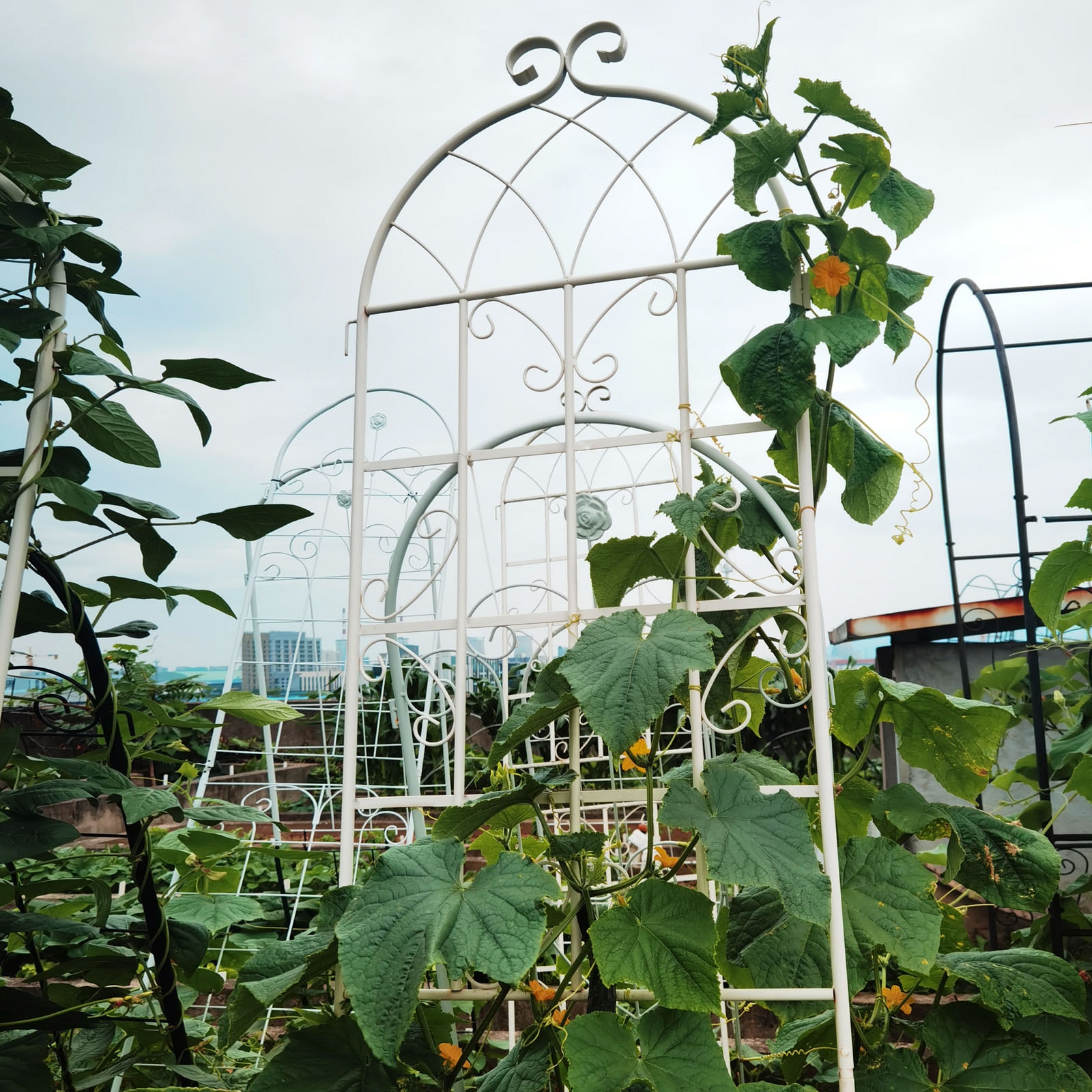 AHIOU HOME ZAAHG-134247GT Garden-Trellis - View #7