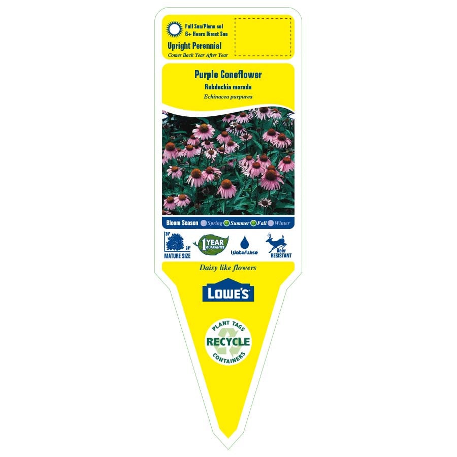 Lowe's NURSERY perennials - View #2
