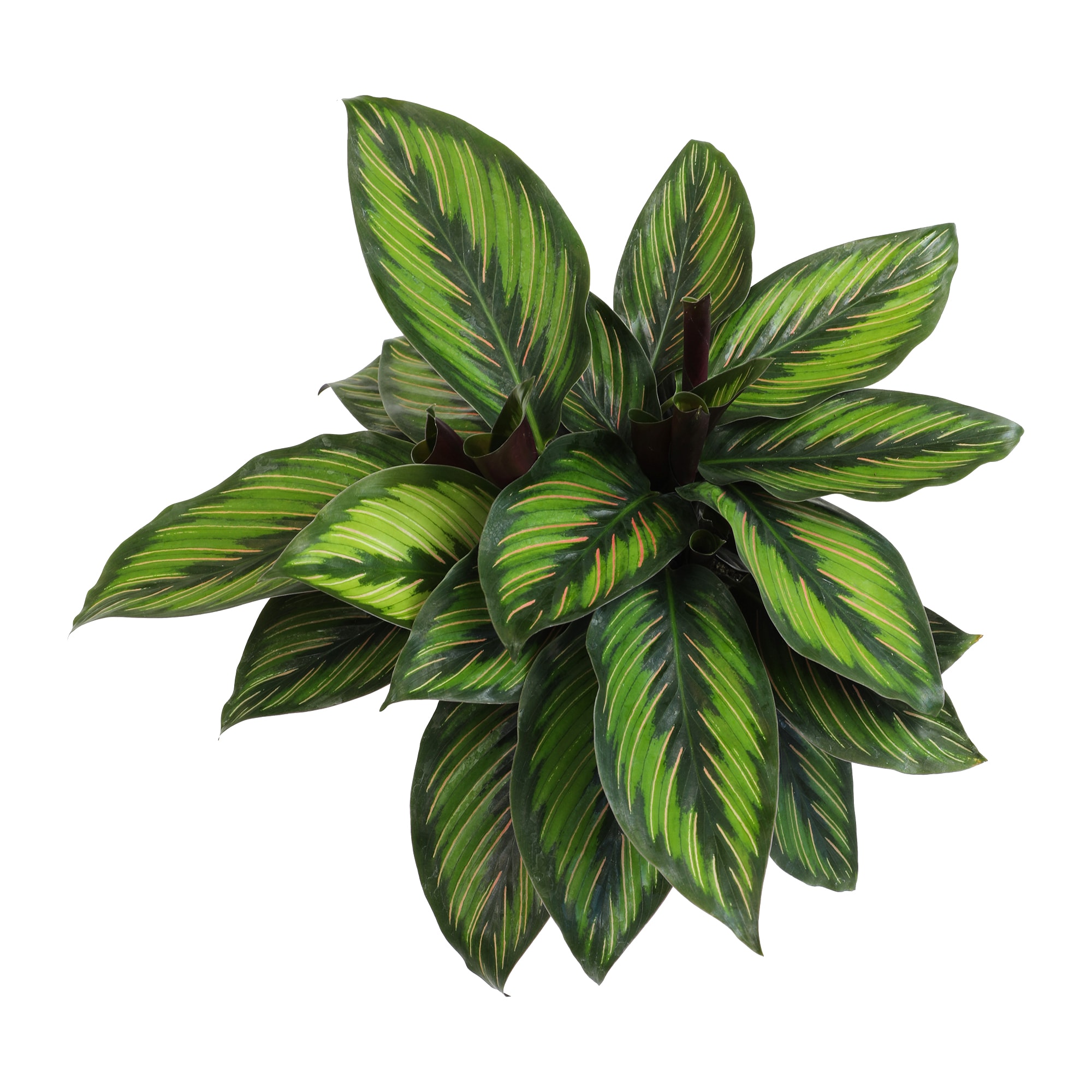 Calathea Ornata Pinstripe Plant in Black Plastic Pot
