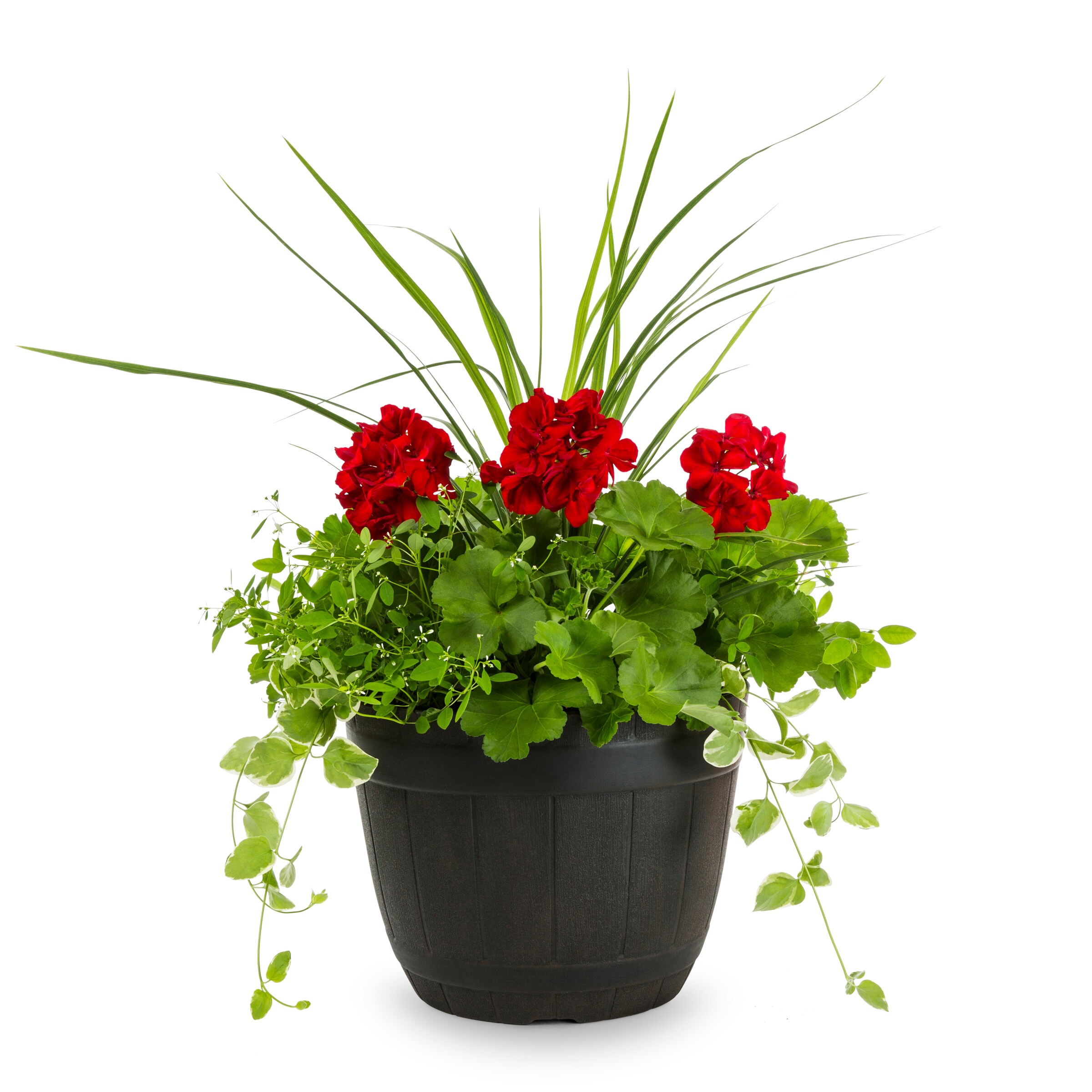 Lowe's Multicolor Mixed Annuals Combo 675 in 2.5-Gallon Pot at Lowes.com