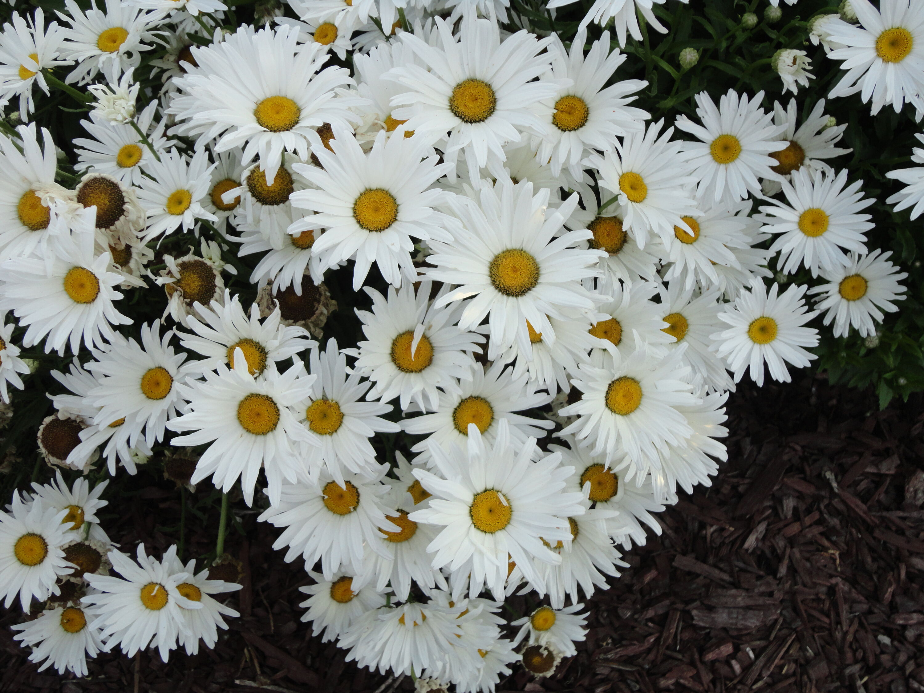 National Plant Network LW1578 perennials - View #3