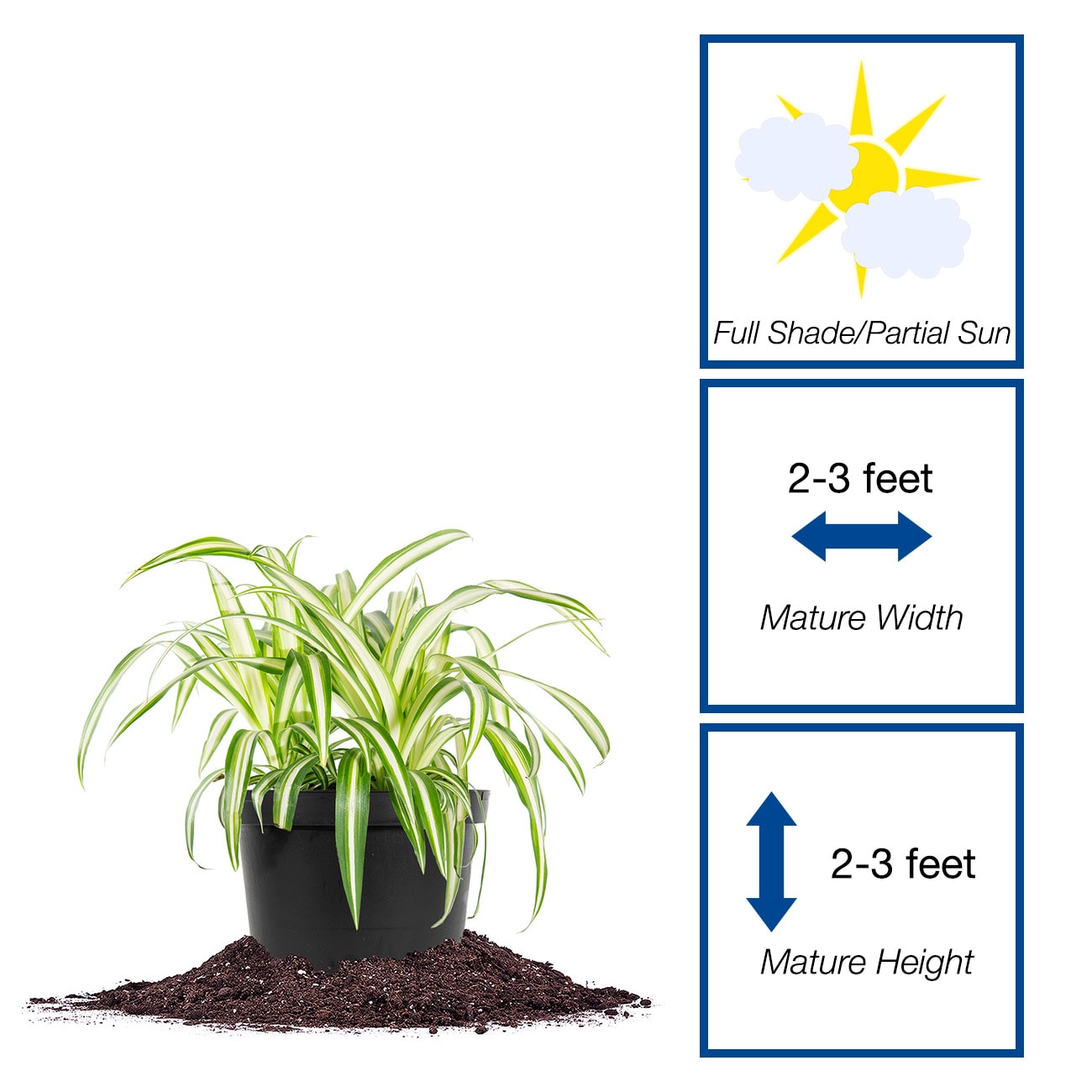 Perfect Plants LOSPIDER6INPOT hseplants - View #2
