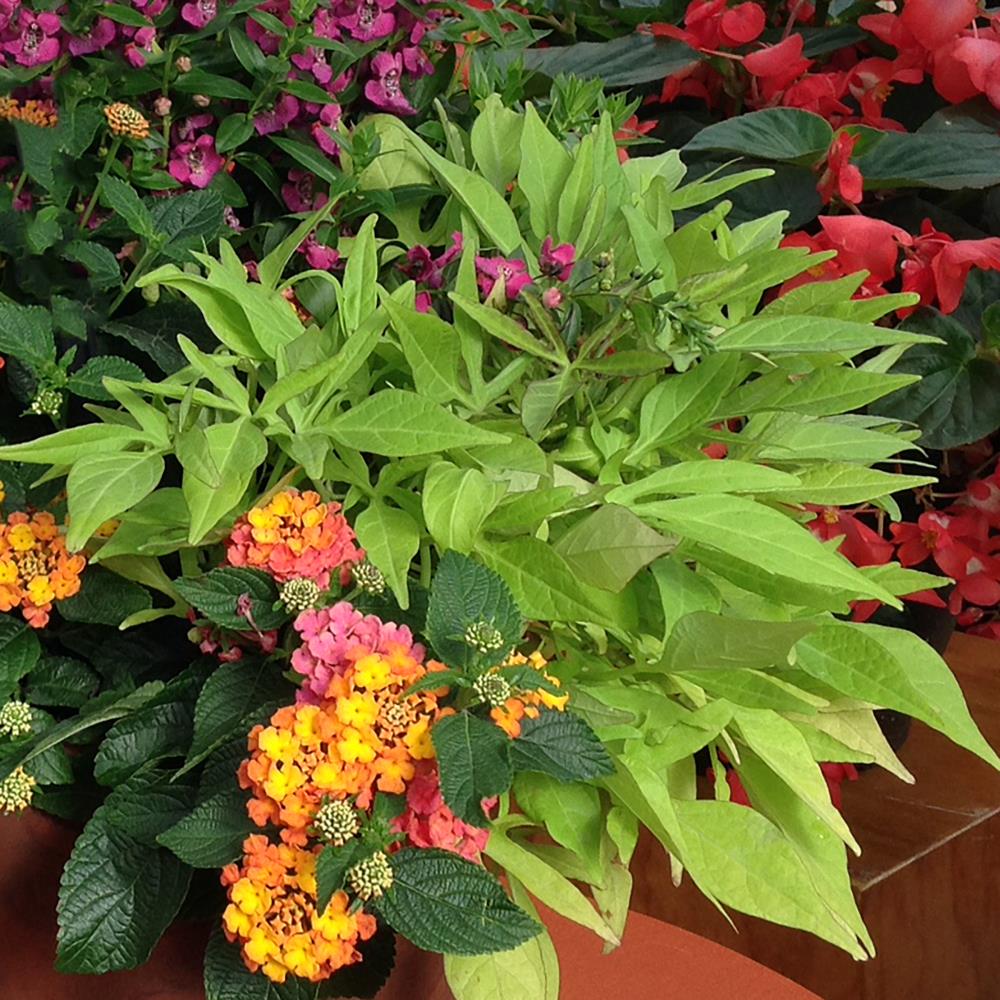 Monrovia NURSERY annuals - View #3