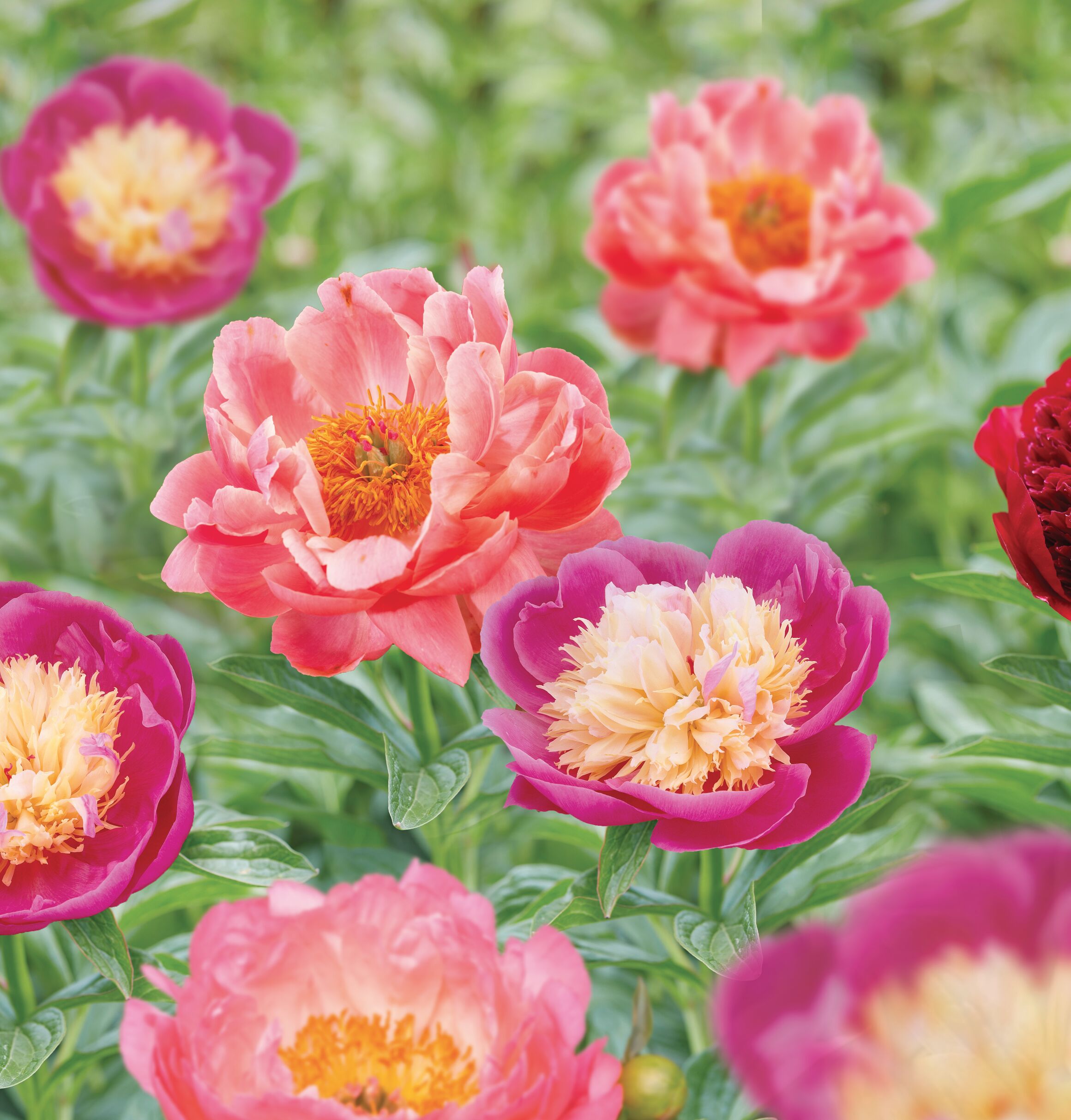 Garden State Bulb PAEONIA FLAME/HAW CORAL 2-PK PBS 08010 at Lowes.com