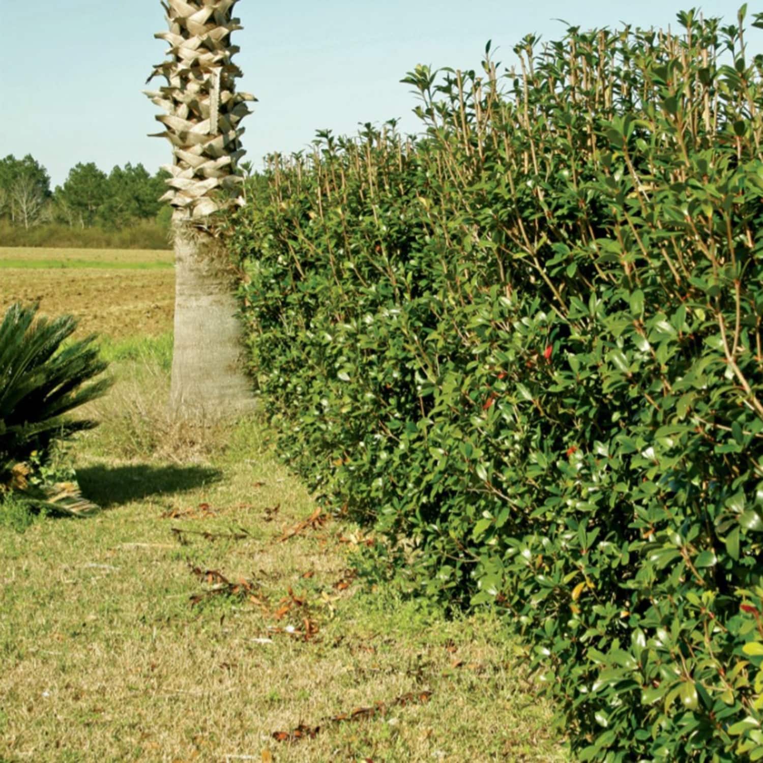 Southern Living Plant Collection 55073-1 shrubs - View #4