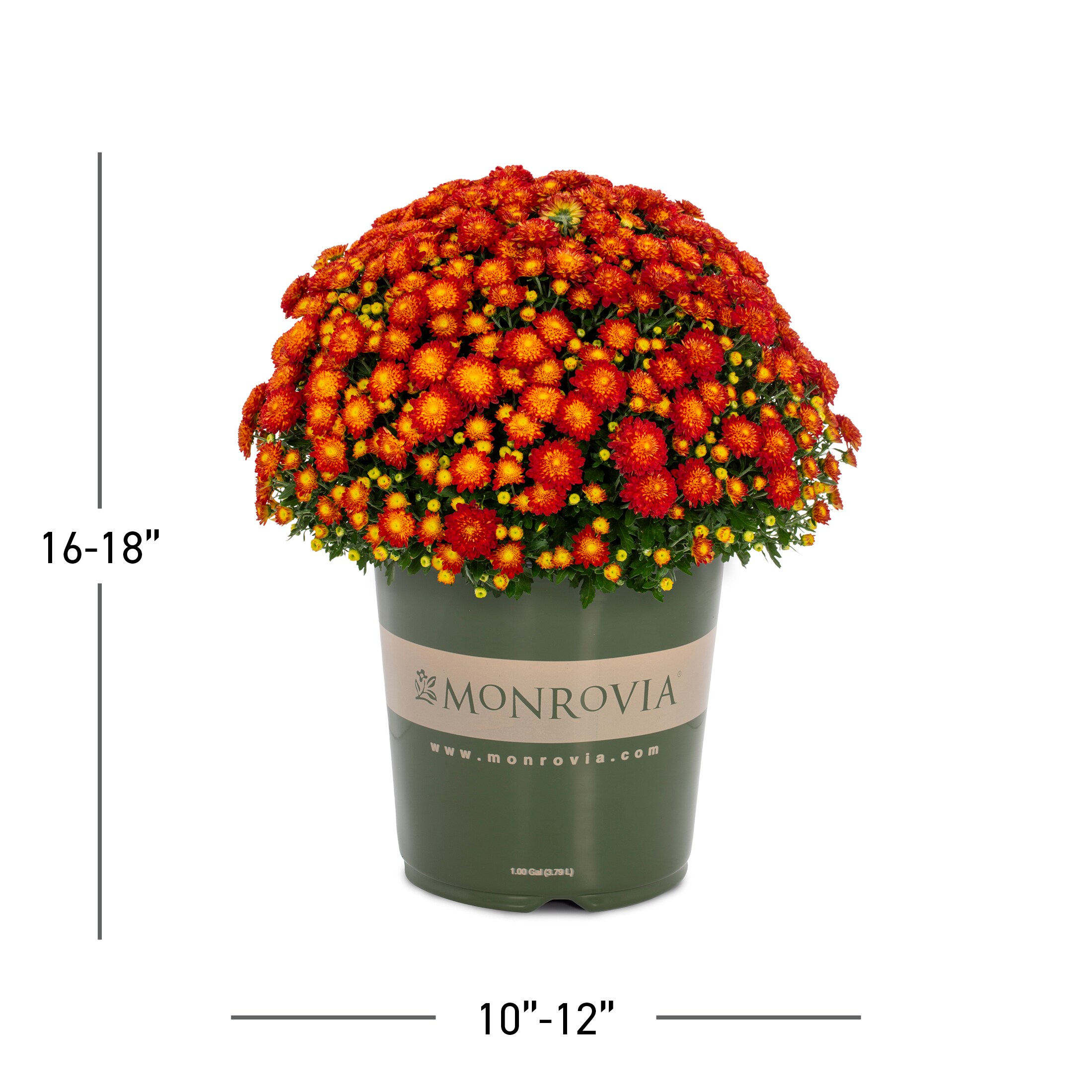  DTC-080073 annuals - View #3