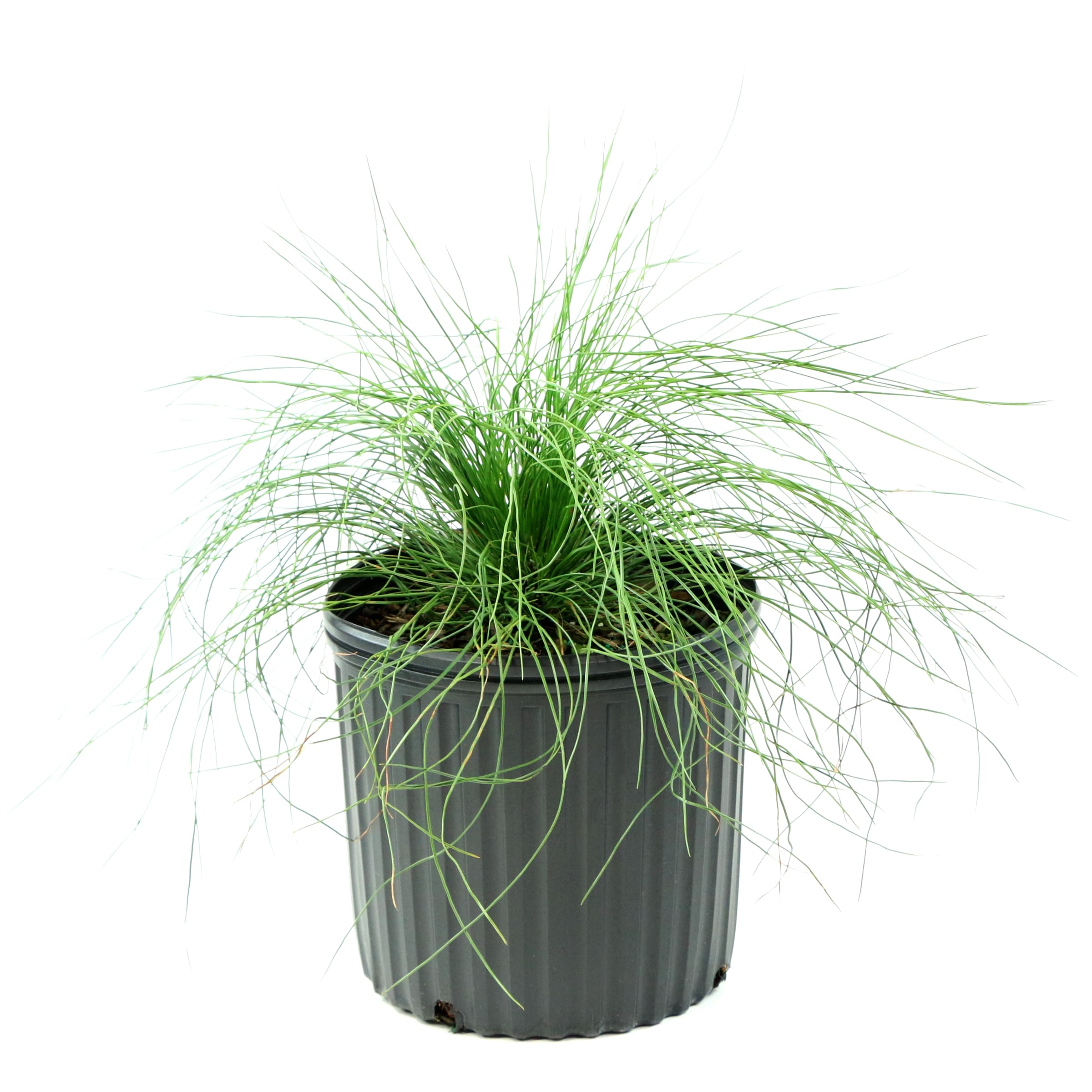 National Plant Network LW7084 3 -Gallon Feature Longleaf Pine In pot (with soil)