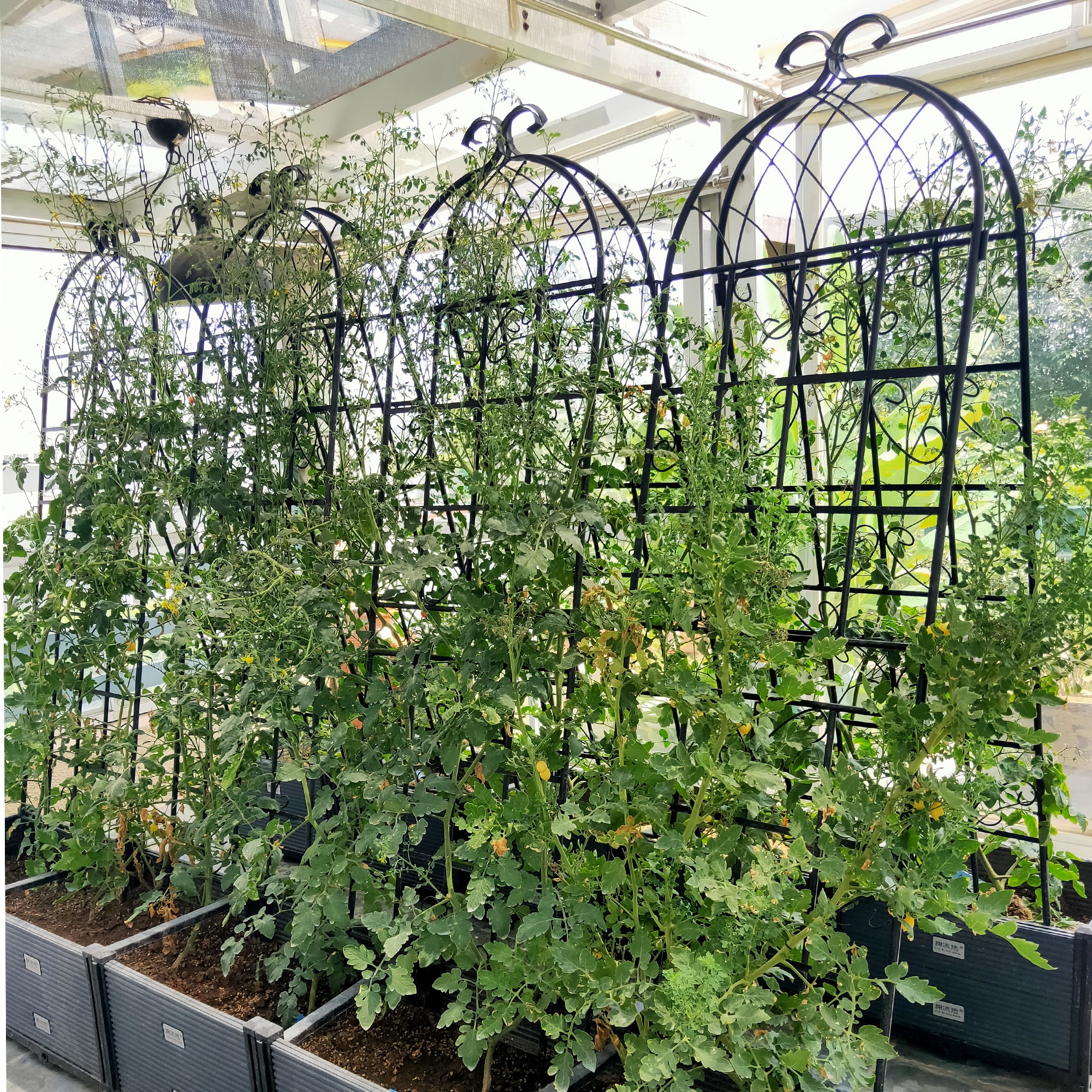 ToolCat NGG29-4-TTX Garden-Trellis - View #3
