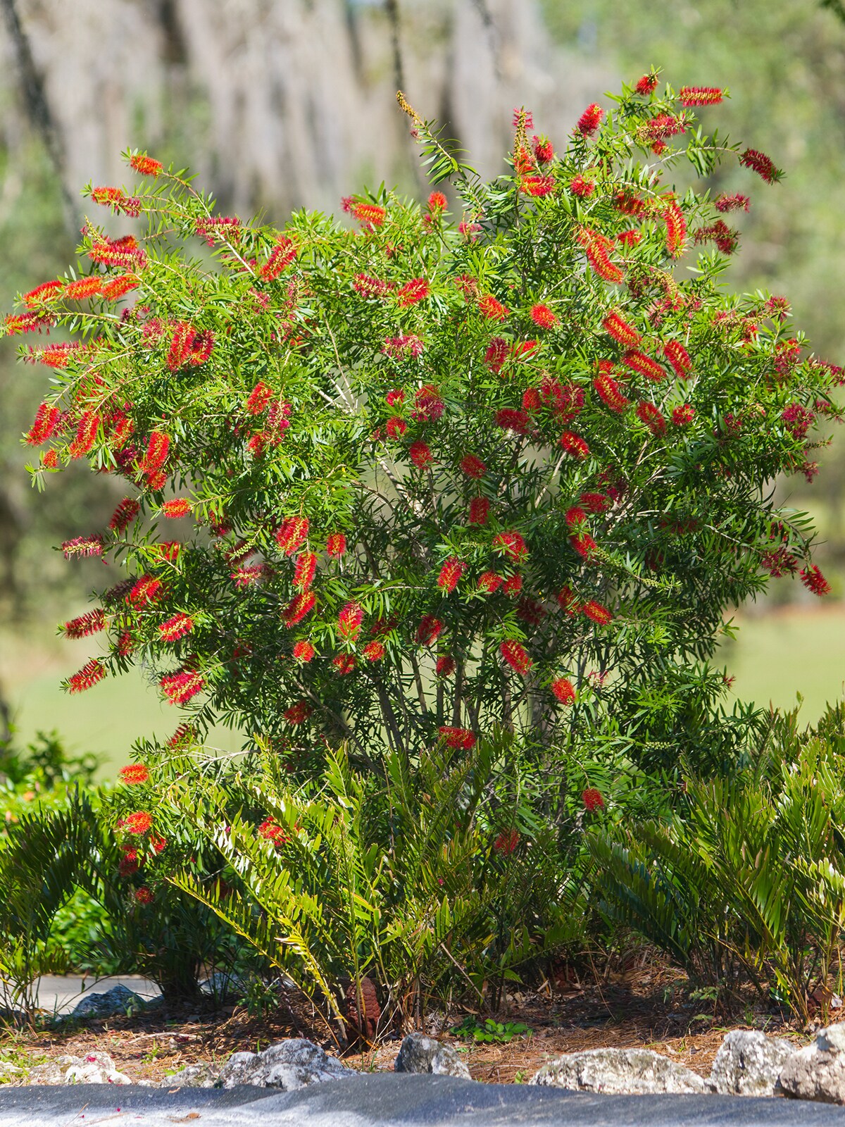 Southern Planters BOTRED07G trees - View #3