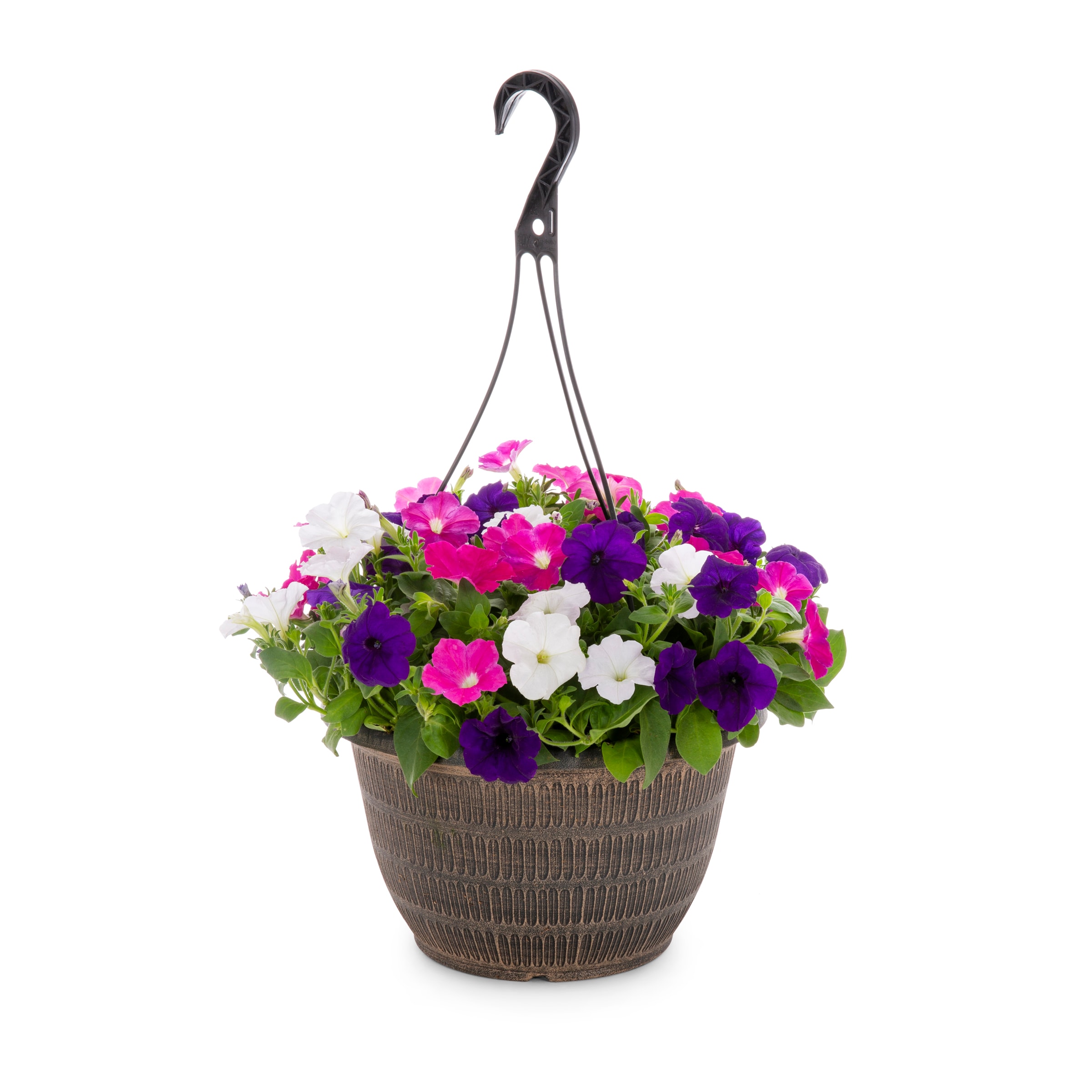 Lowe's Pink Petunia in 2-Gallon Hanging Basket in the Annuals ...