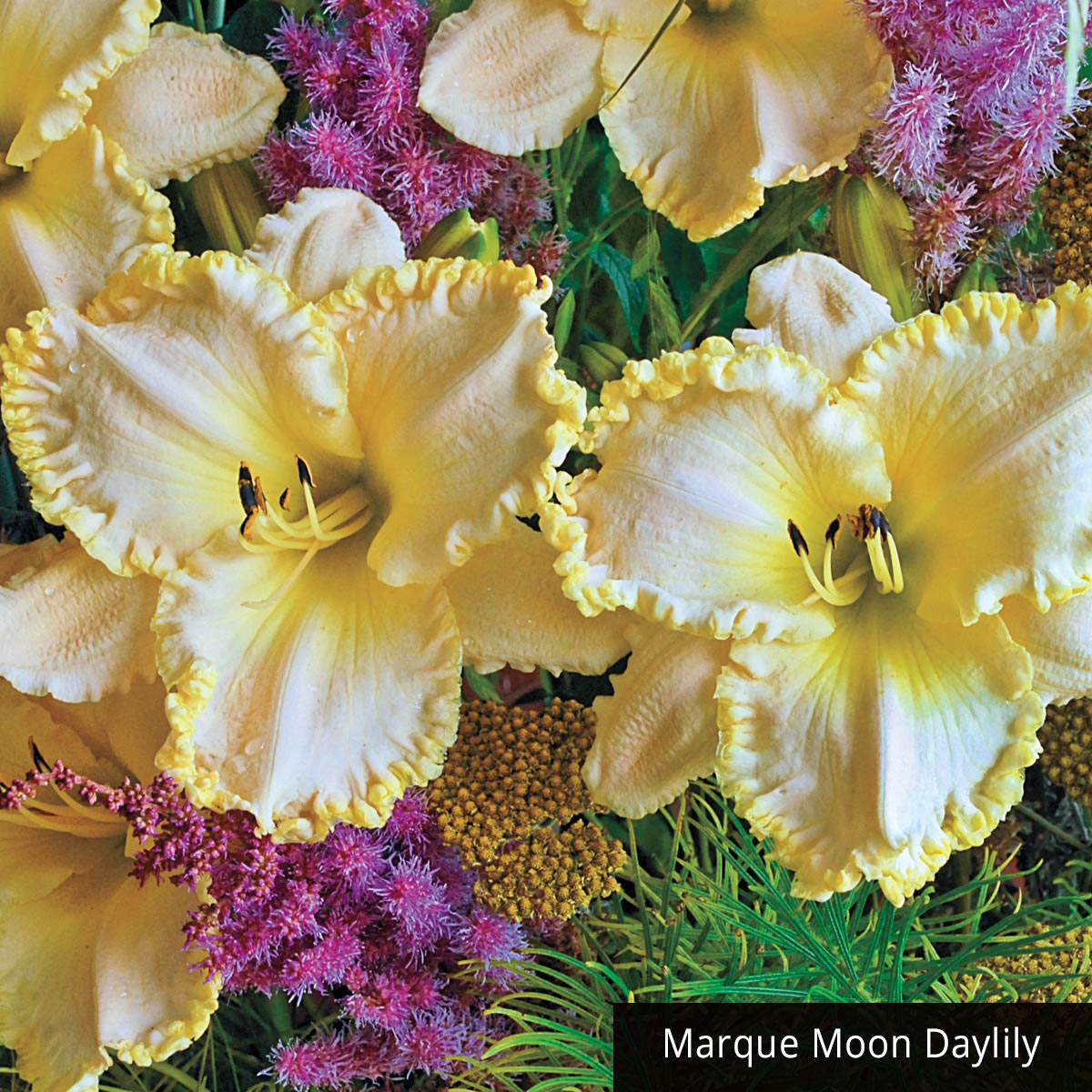 Direct Gardening 97175 perennials - View #3