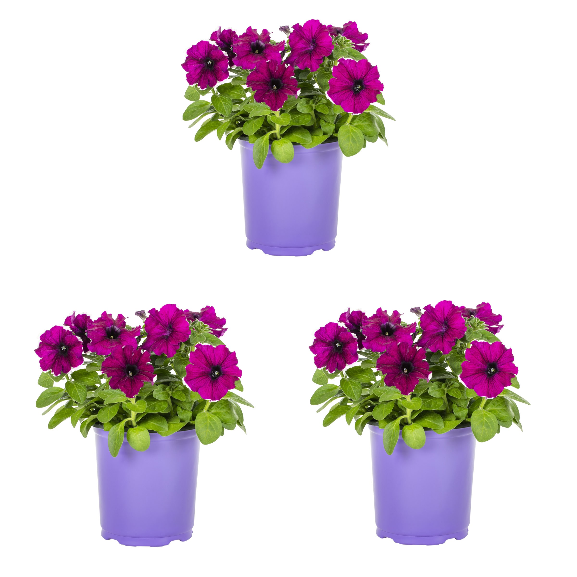 Metrolina Greenhouses 79106 Purple Petunia in 2 Quart(s) Pot 3 -Pack