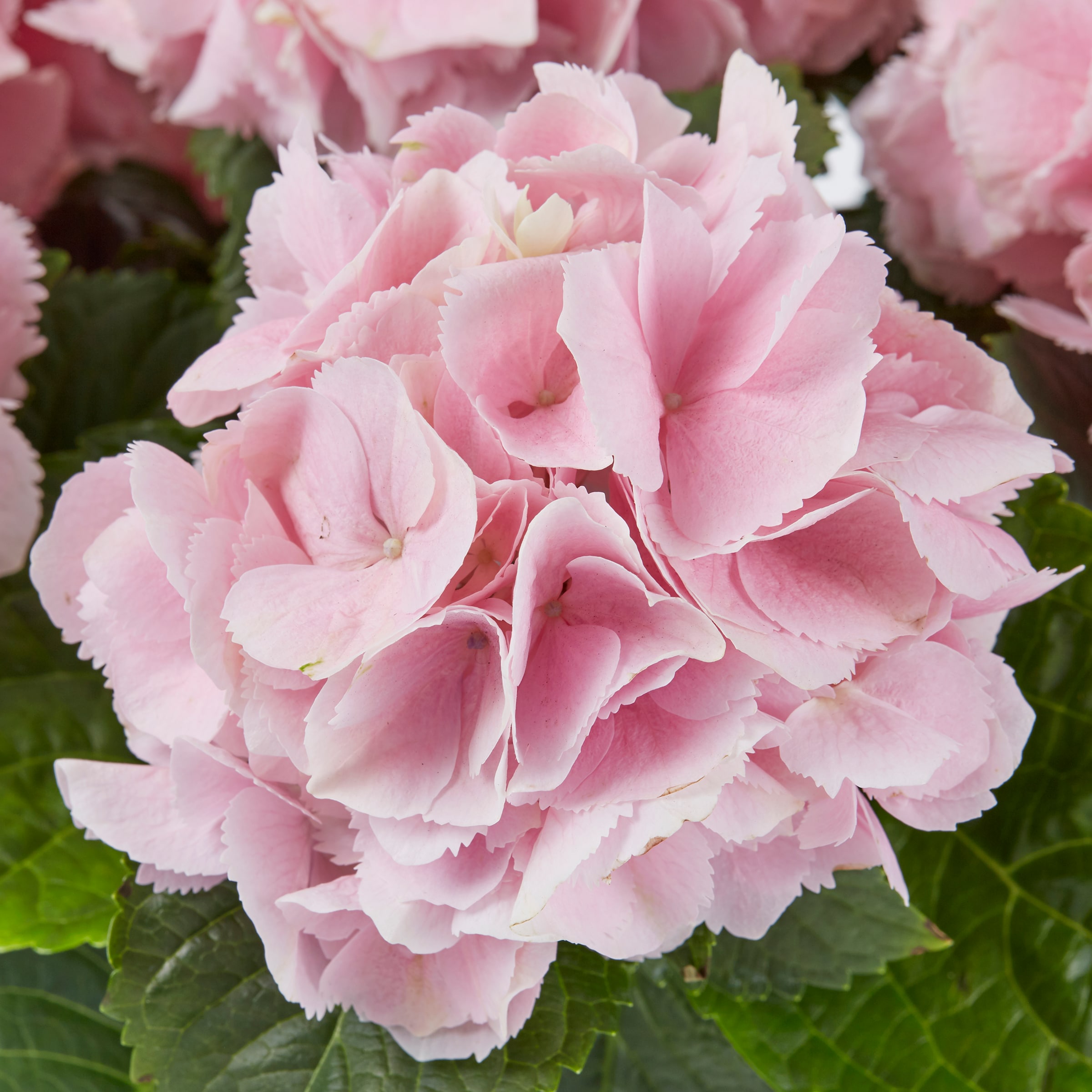 Lowe's 1497768 annuals - View #6