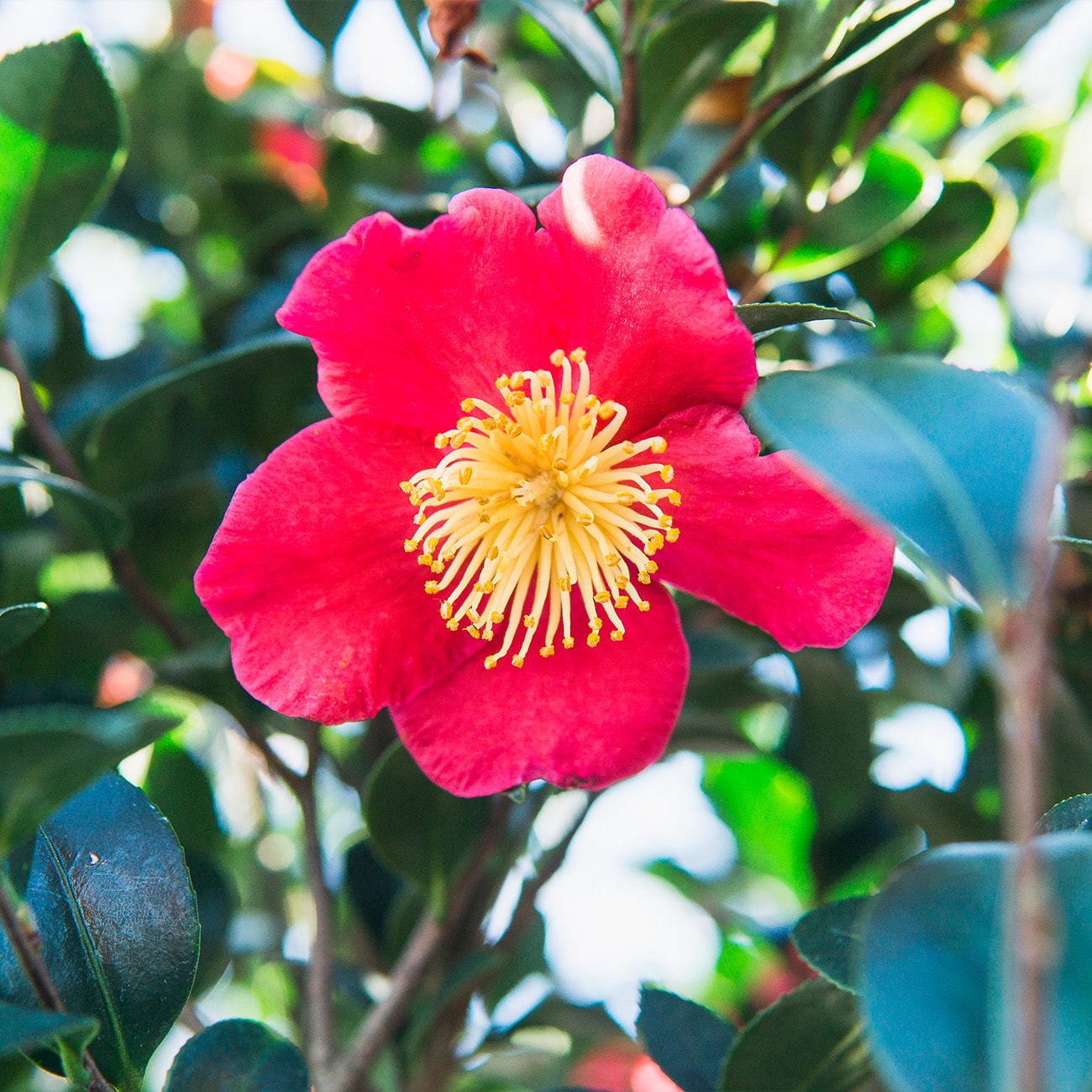 Perfect Plants LOYULETIDECAMELLIA1G shrubs - View #3