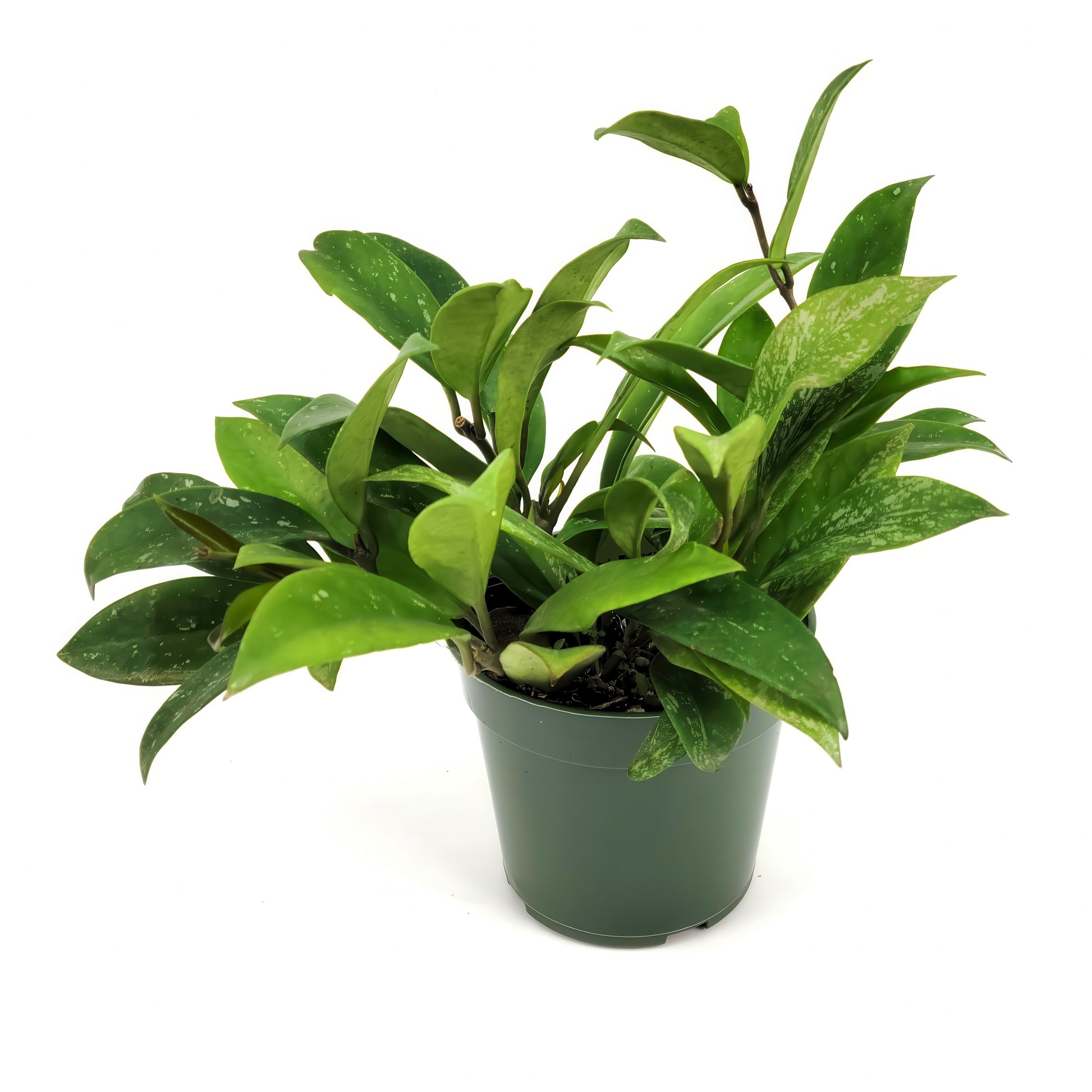 Live Hoya Pubicalyx Wax Plant – 4 Inch Pot, Easy Care Indoor/Outdoor Houseplant