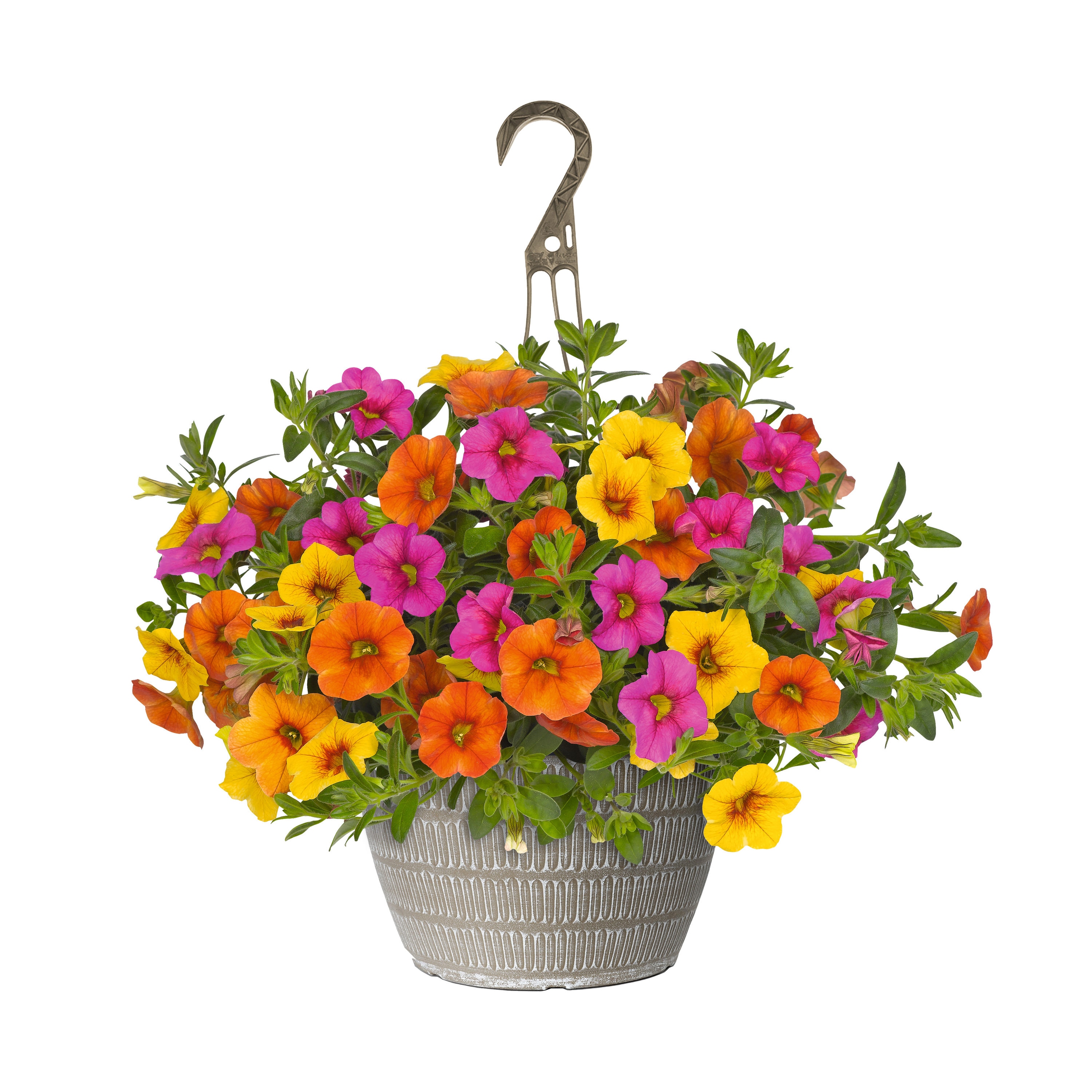 Lowe's Multicolor Calibrachoa in 2-Gallon (s) Hanging Basket in