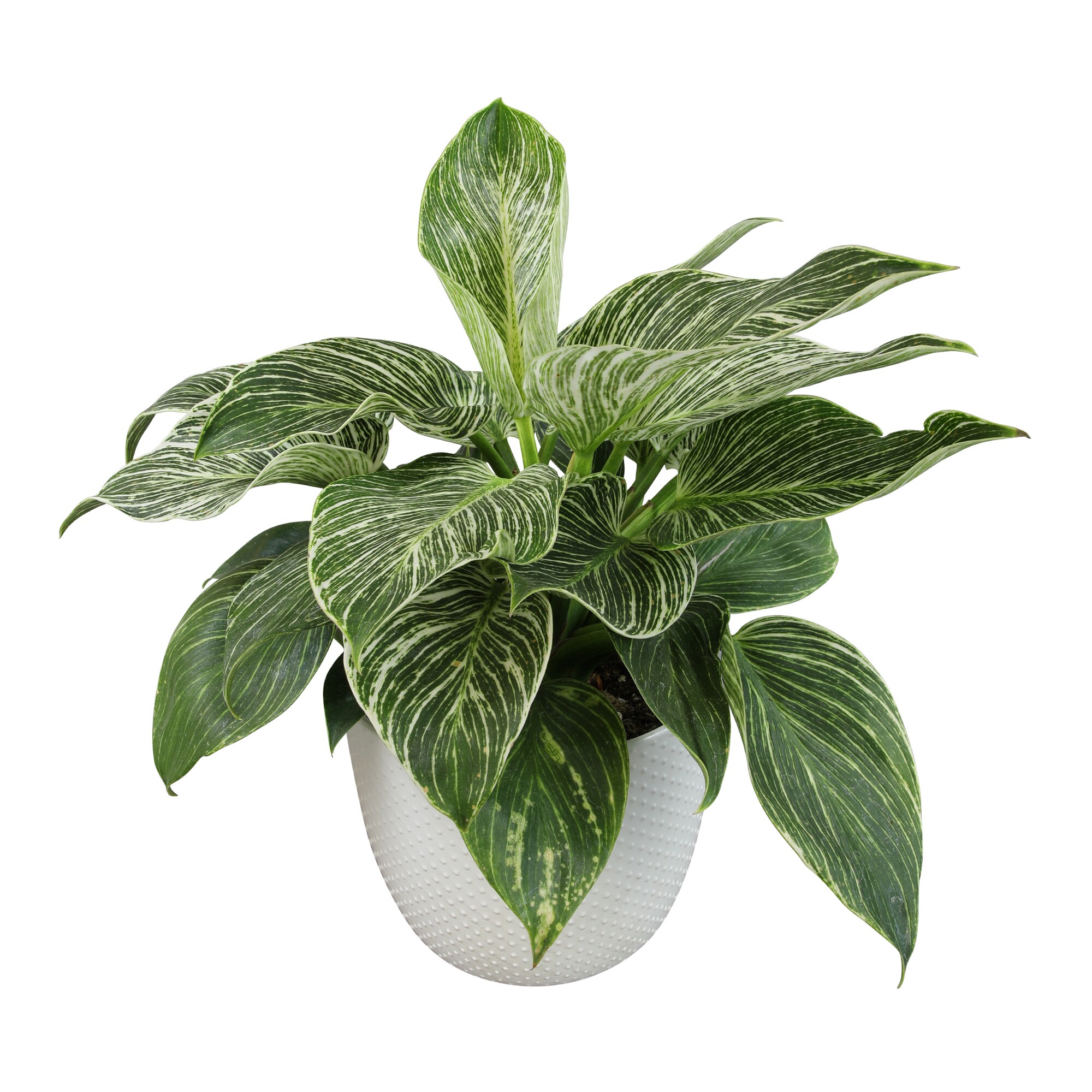 Altman Plants 0873093 Philodendron Birkin House plant in 6 Inch(es) Pot 1.0 -Pack