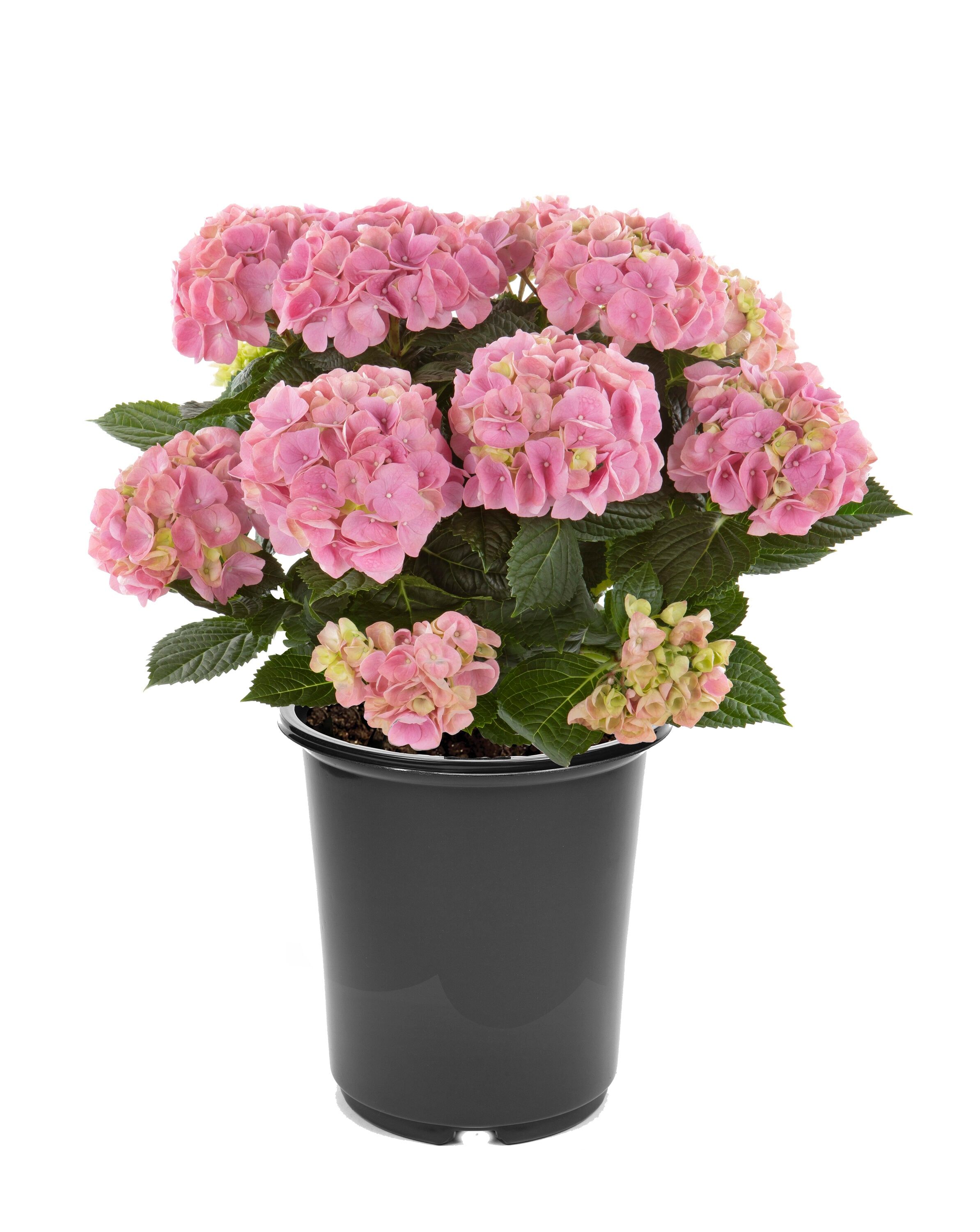  3073 Hydrangea macrophylla 'Hi River Pink' Flowering Shrub in 2.5 -Quart Pot 1 -Pack with Pink Blooms