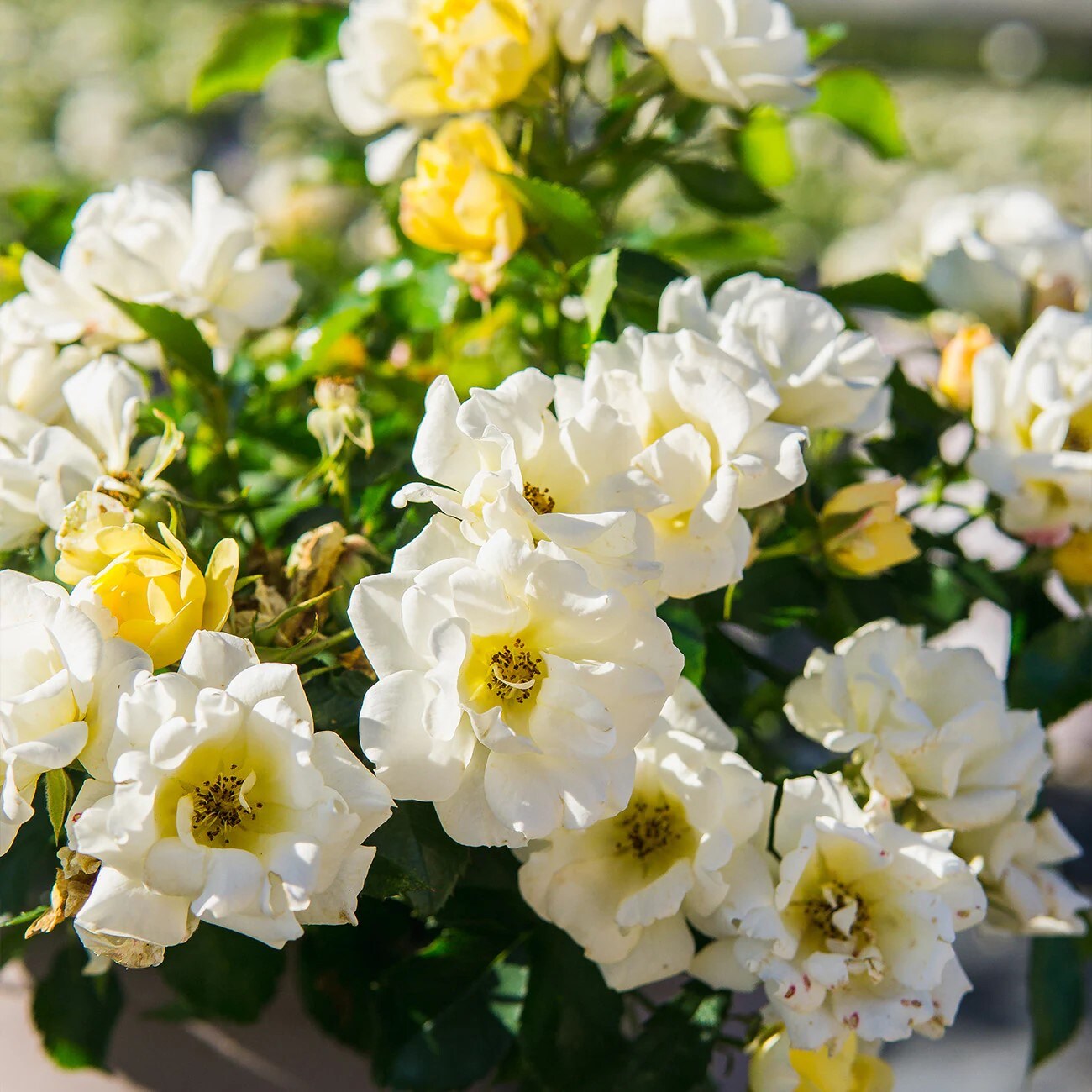 Lowe's 62471 roses - View #3