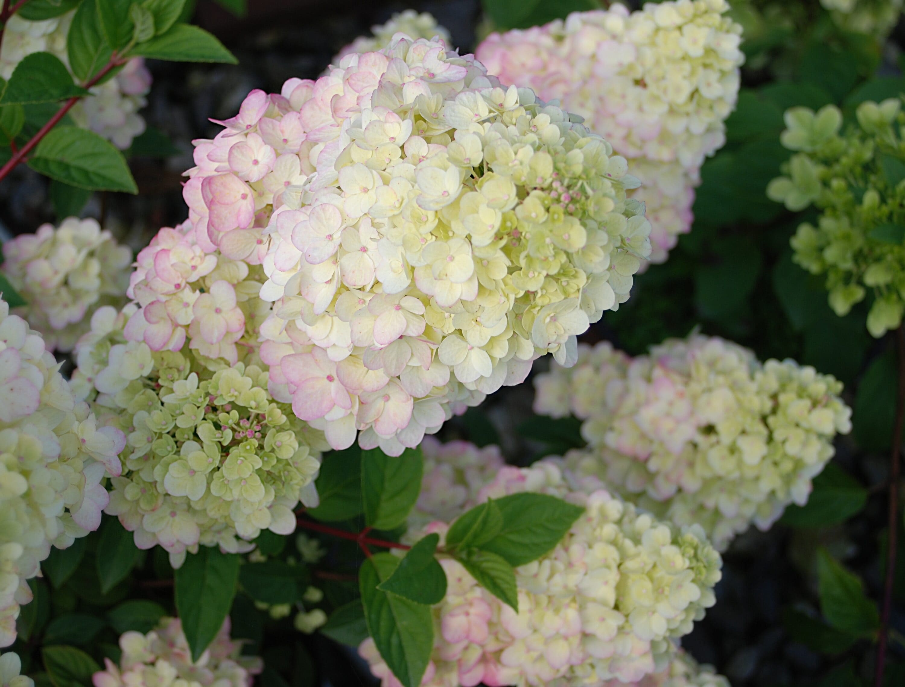 Lowe's NURSERY shrubs - View #10