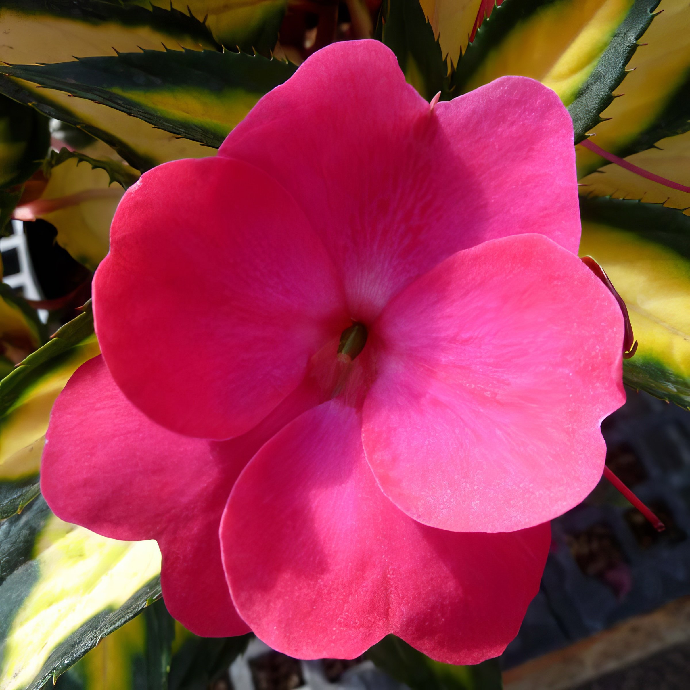 National Plant Network LW2599 annuals - View #6