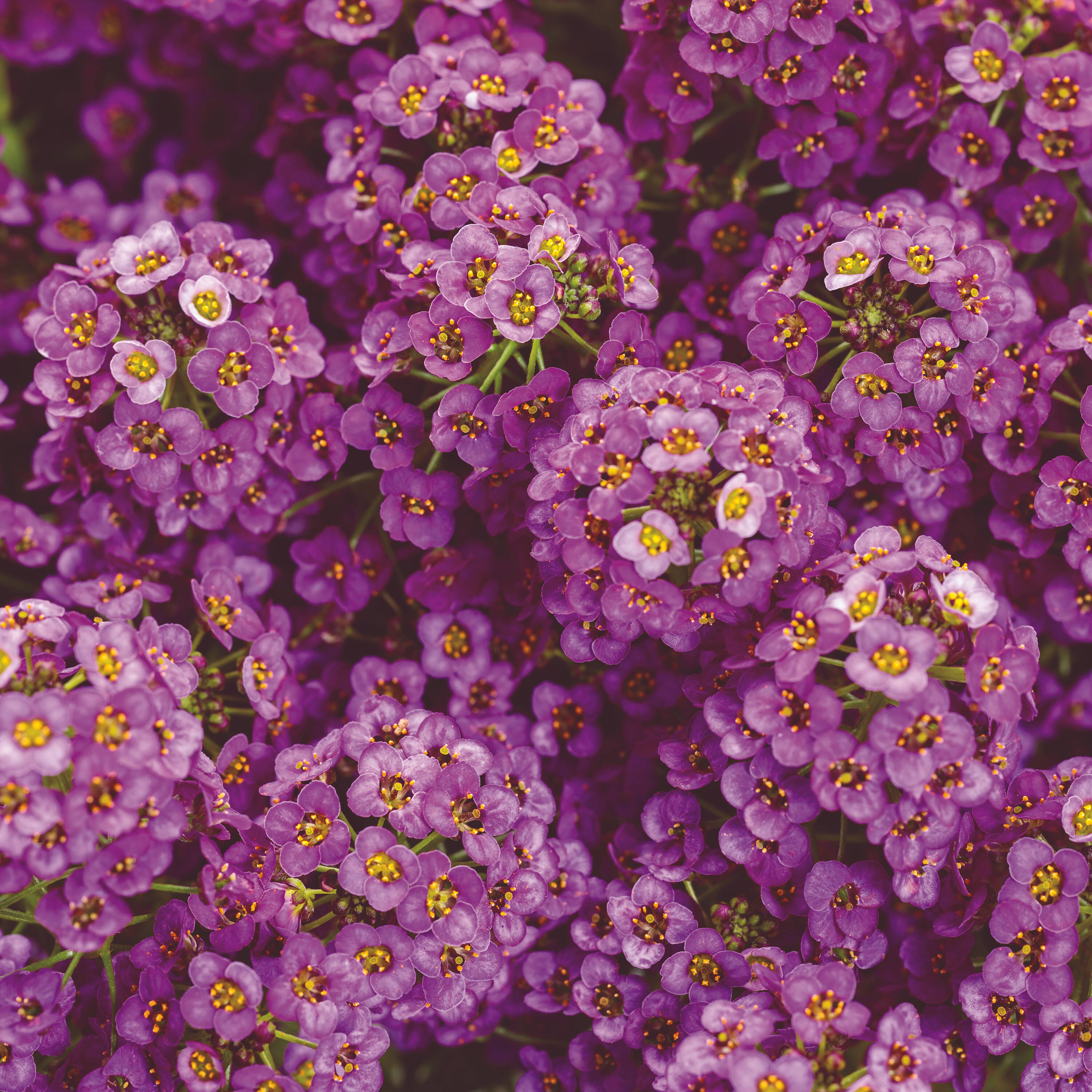 Proven Winners LBLPRW1077504 Purple Violet Knight Sweet Alyssum (Lobularia) in 4.25 Inch(es) Pot