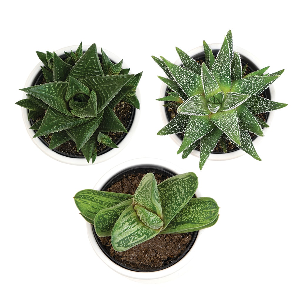 Altman Plants 0880096 Cacti-Succulents - View #2