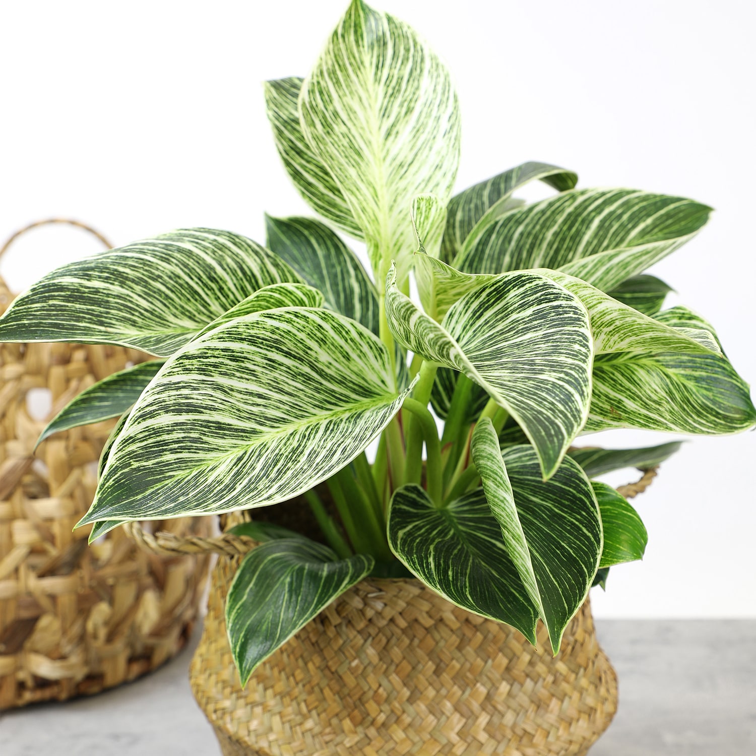 Altman Plants Philodendron Birkin House Plant in 1.3-Quart Pot in the ...