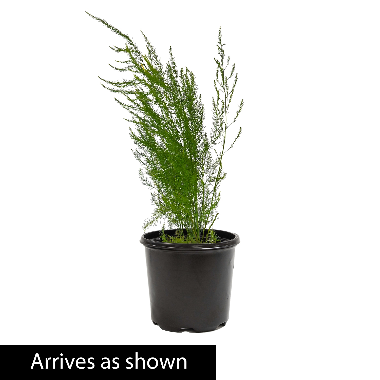 Direct Gardening 1 Gallons Asparabest Asparagus Potted Vegetable Plant Plant 1 -Pack