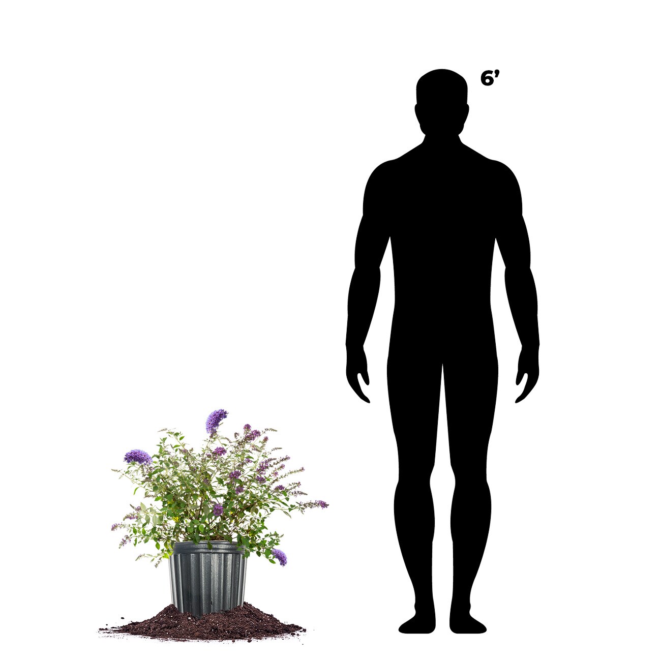 Perfect Plants LONNHOBUTERFLYBSH3G shrubs - View #4