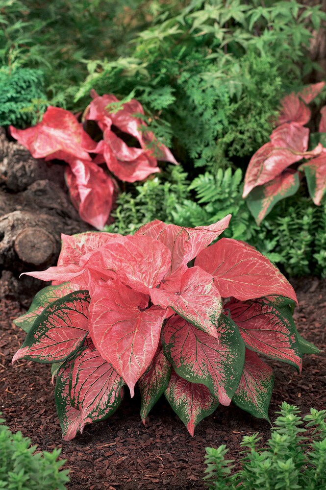 Van Zyverden 11174 No flowers Caladium Pink Symphony Bulbs 6 Count