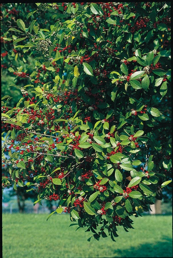  NURSERY Savannah Holly Feature Shrub in In pot (with soil) Insignificant