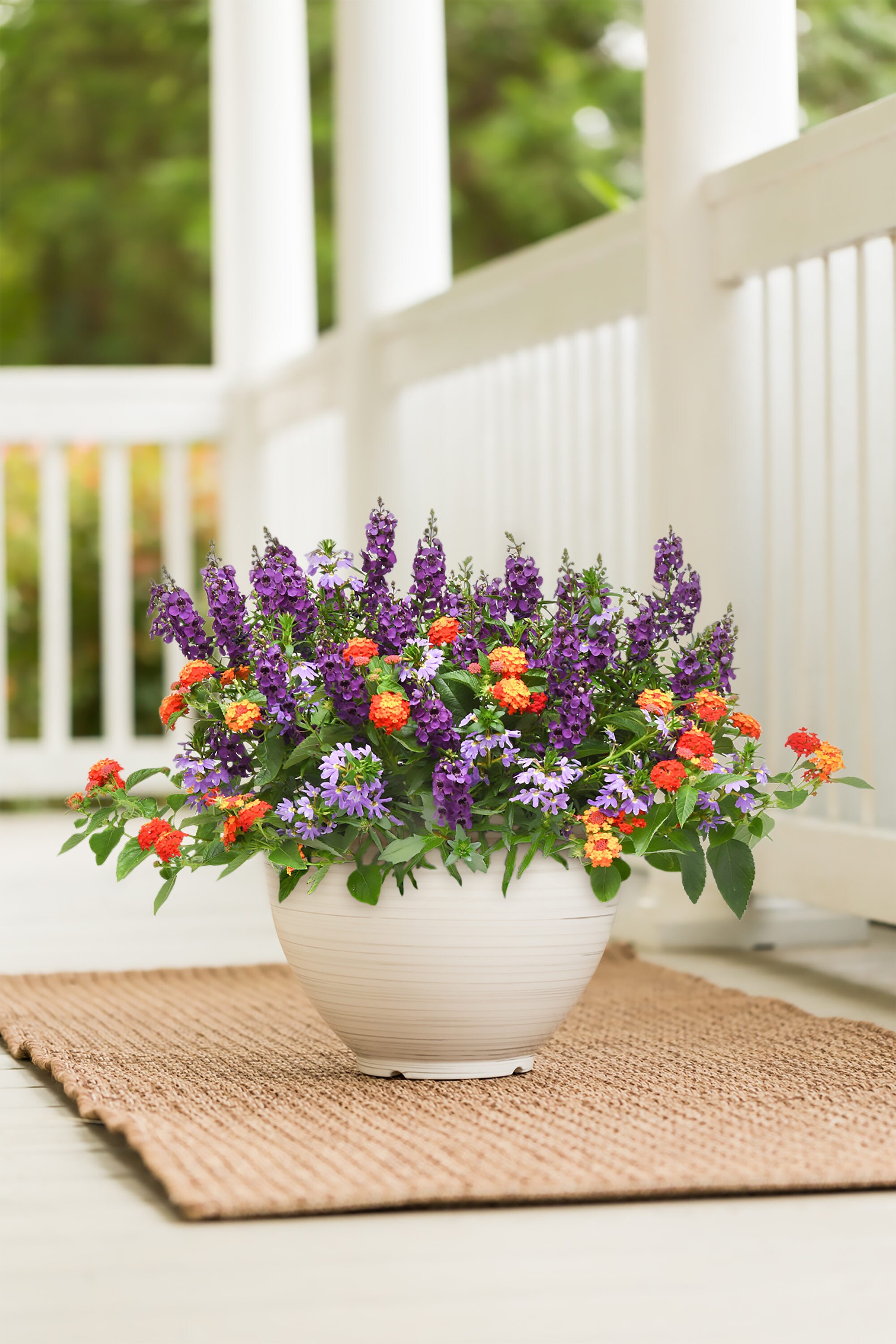 Lowe's NURSERY annuals - View #2