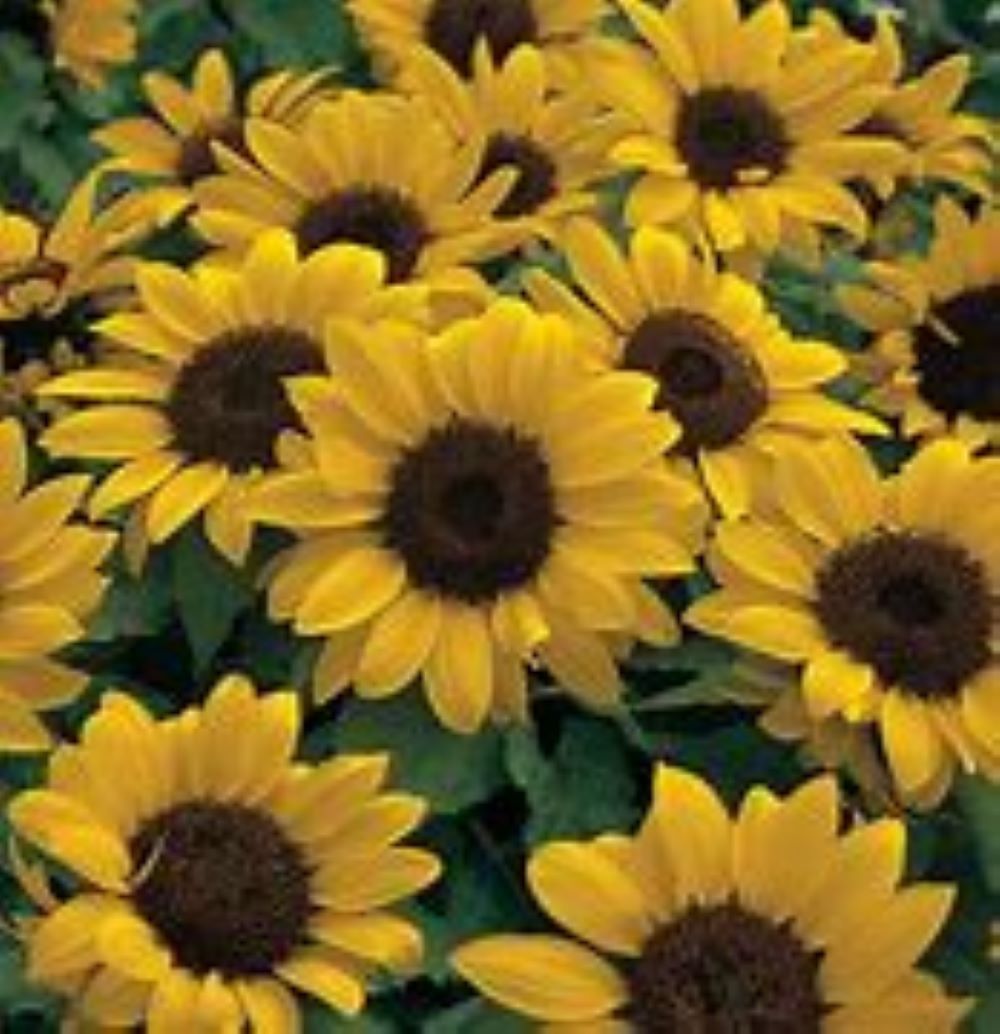 Lowe's 2502599 annuals - View #3
