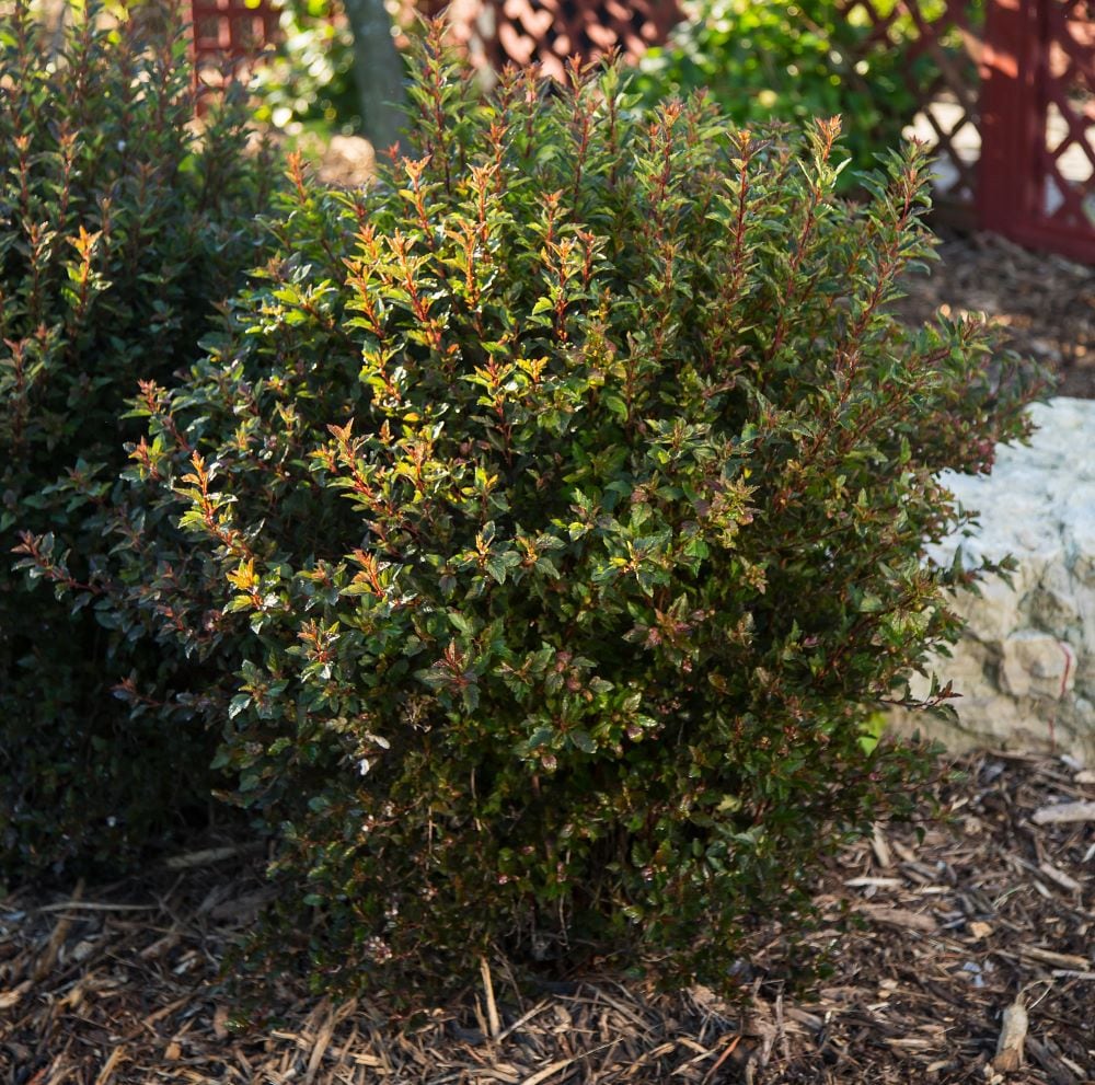 0 White Little Devil Ninebark Accent Shrub in 2-Gallon Pot O99082F at ...