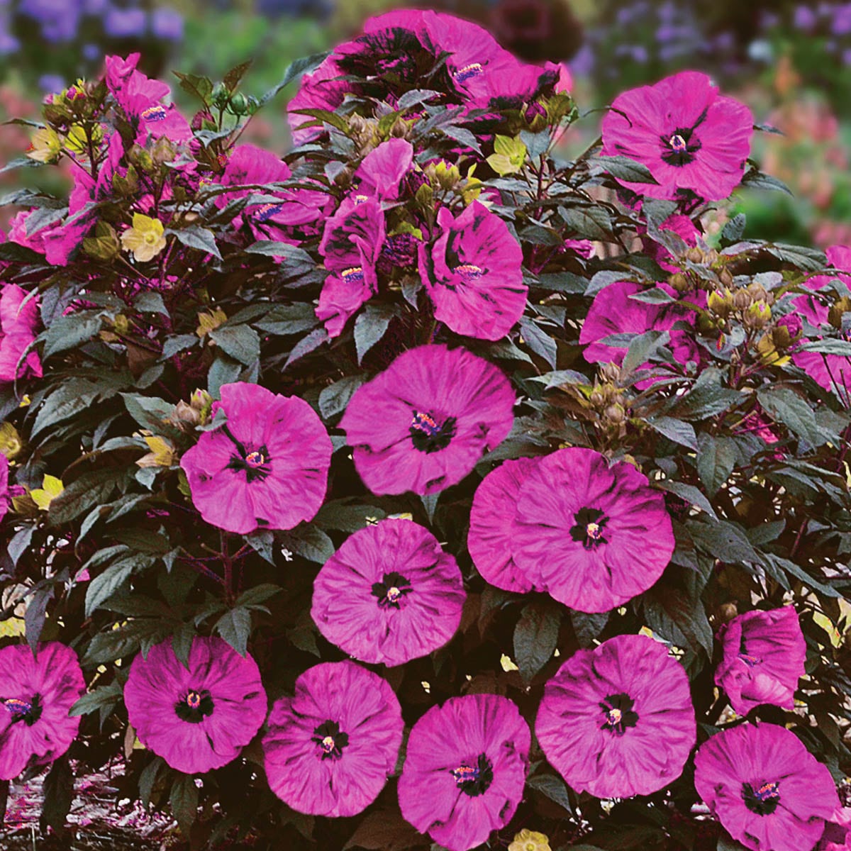 Gardens Alive! 39603 perennials - View #3