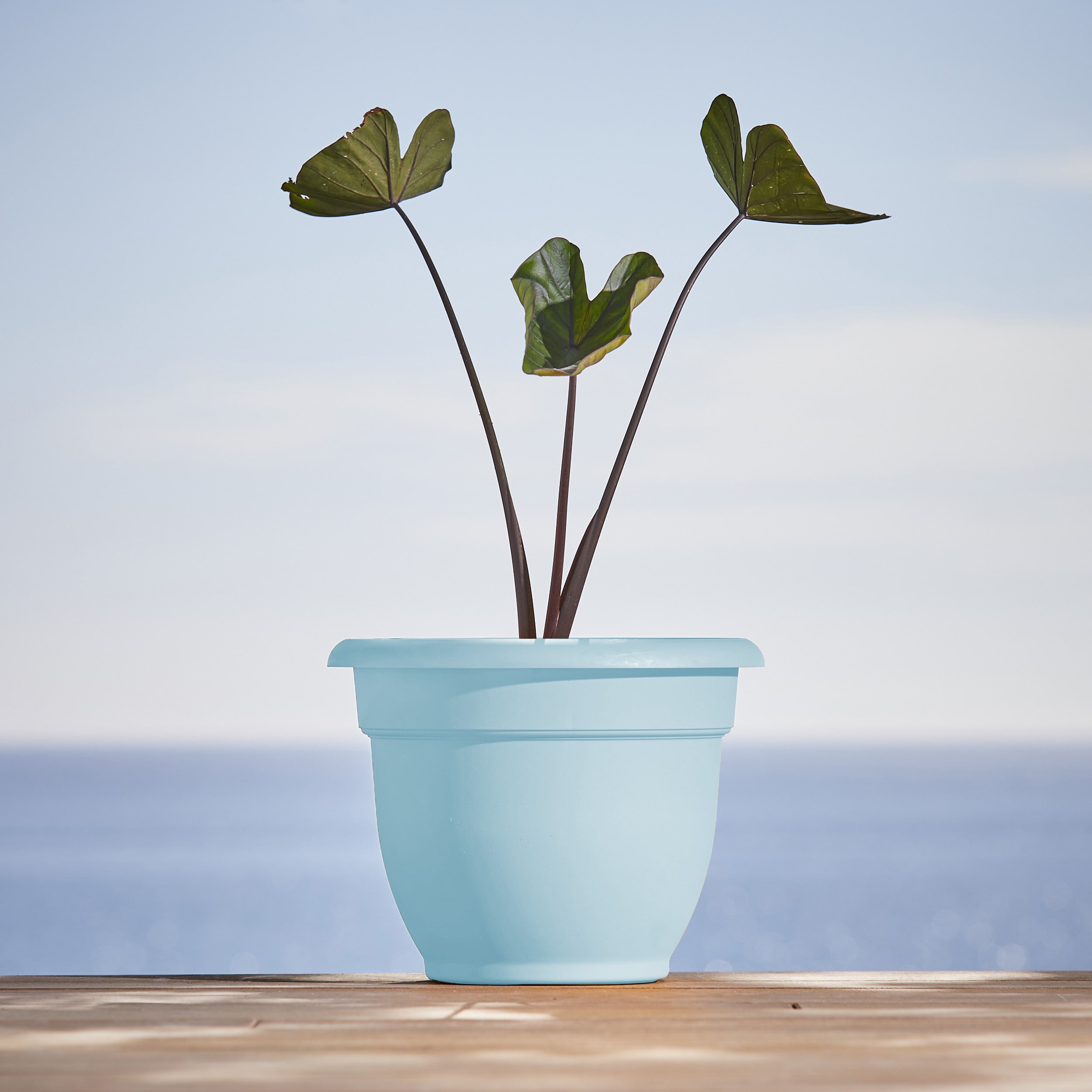 Bloem AP1037 Planter-Window-Box - View #2