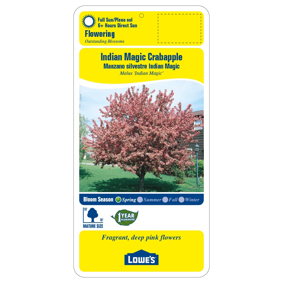 3.64-Gallon Pink Flowering Indian Magic Crabapple In Pot (With Soil) in ...