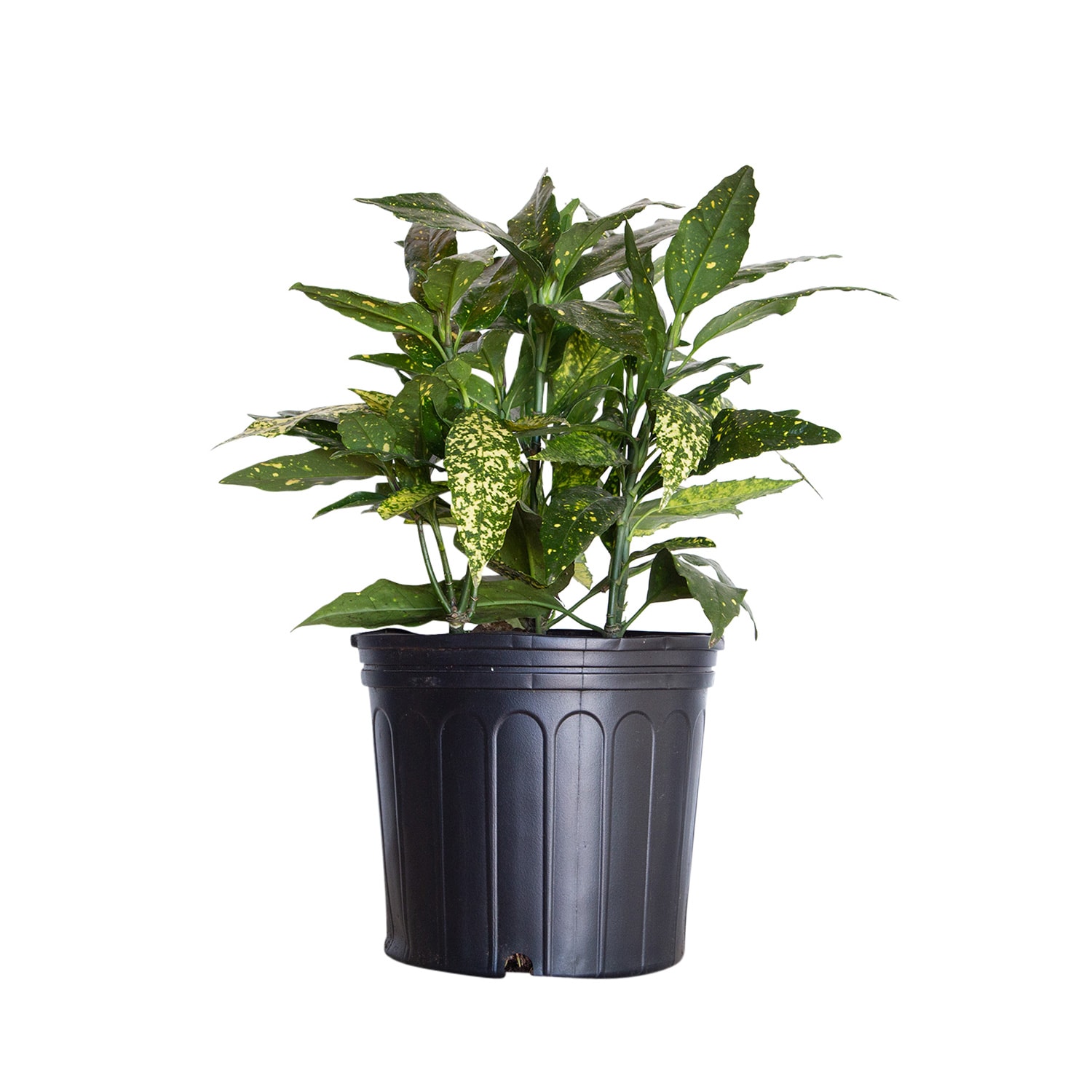 Flowerwood 02853FL-1 Gold Dust Aucuba Accent Shrub in 2.5 -Gallon Pot 1 -Pack