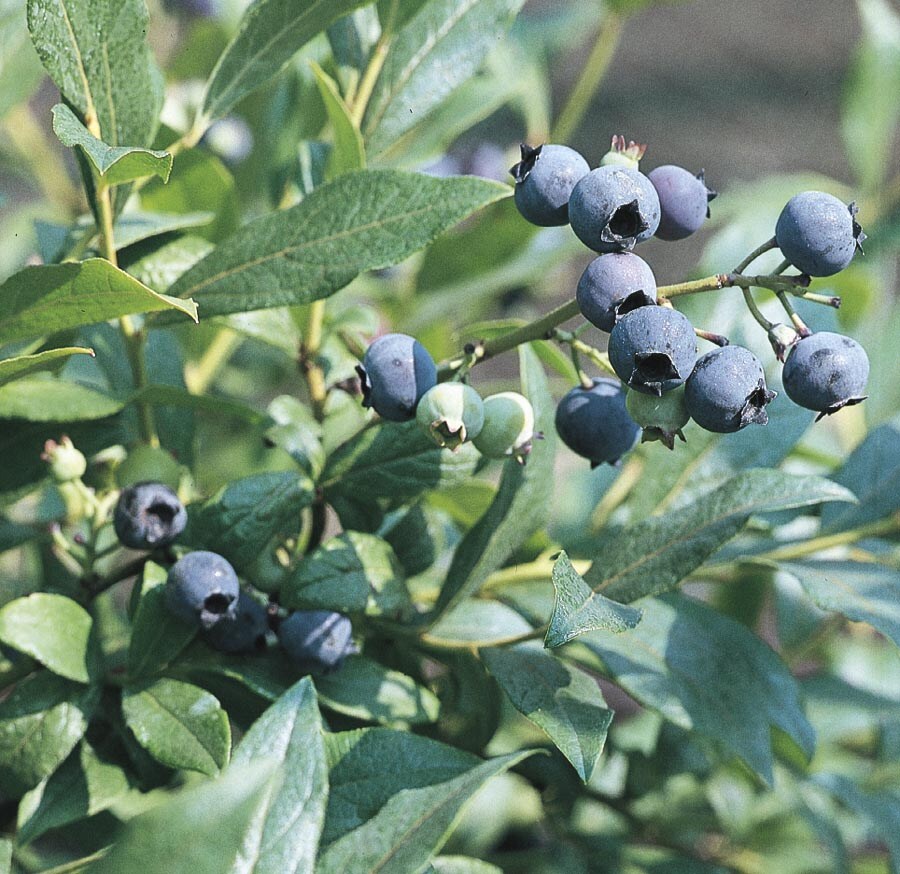  NURSERY Tophat Blueberry