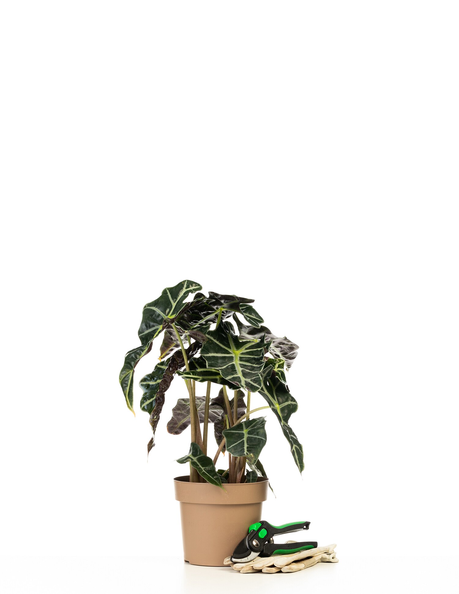 Proven Winners ALCPRL0065105 Mythic 'Gryphon' Jewel Alocasia House plant in 5 Inch(es) Pot 1.0 -Pack