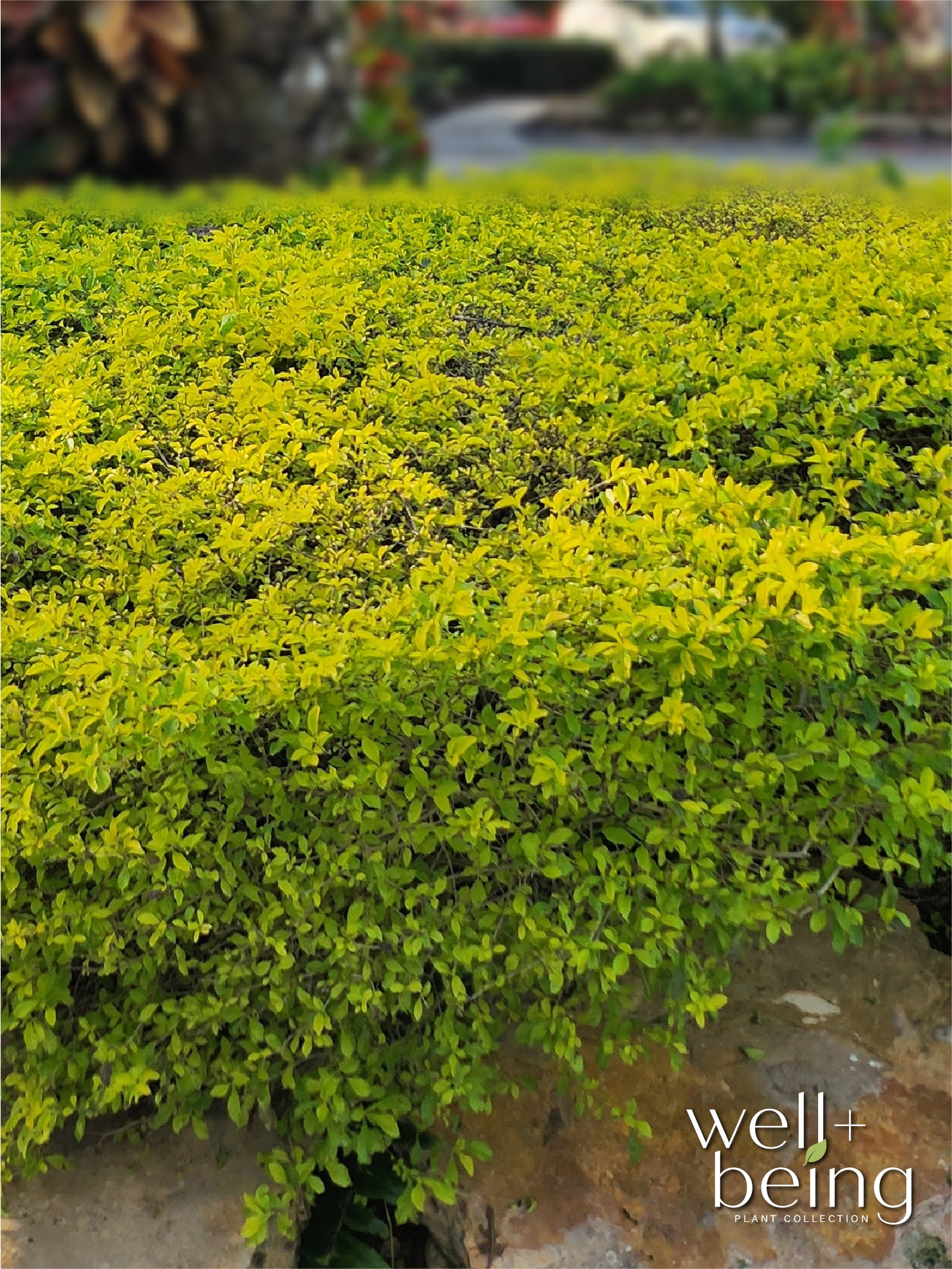  3818 shrubs - View #3