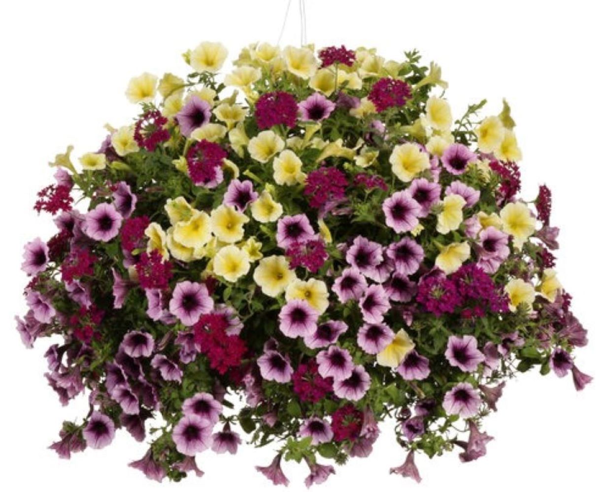 Proven Winner NURSERY Multicolor Grl Night Combo in 2-Gallon Planter 5-Pack