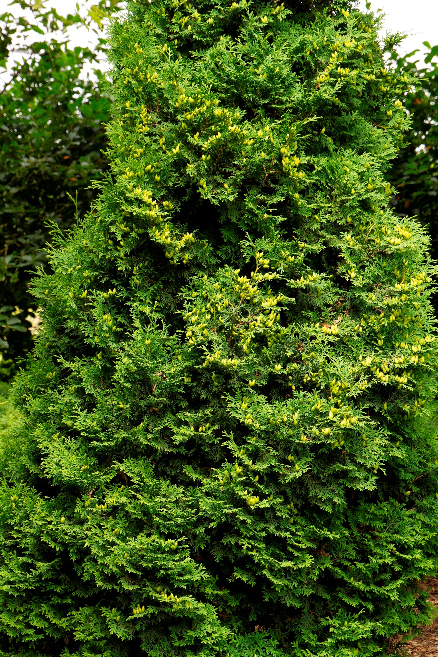 Monrovia Holmstrup Eastern Arborvitae Screening Shrub In 3.58-gallon (s 