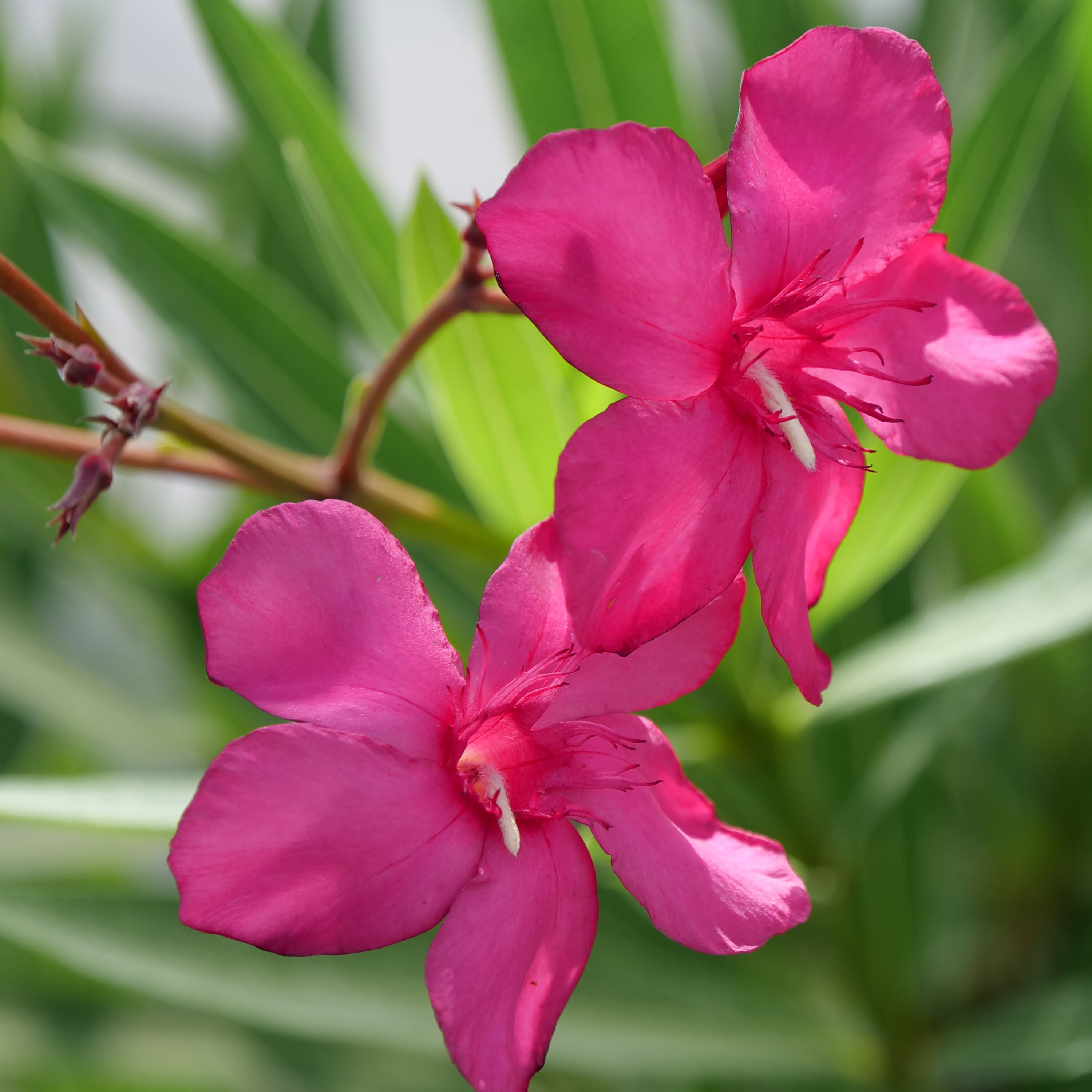 Proven Winners NERPRC1007800 Austin Pretty Limits Oleander (Nerium) Flowering Shrub in 1 -Quart Pot 1.0 -Pack with Pink Blooms