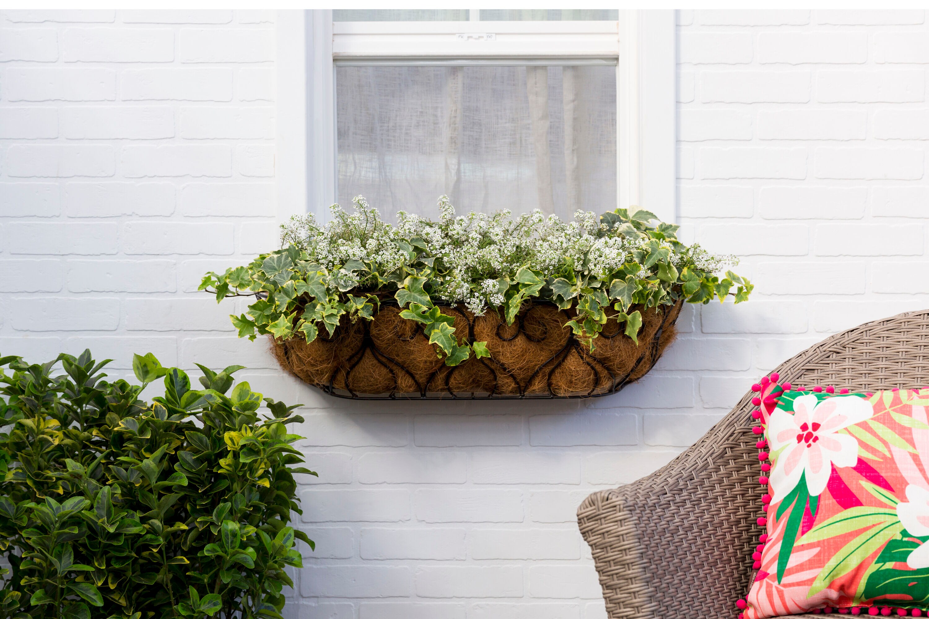 Monrovia 79173 annuals - View #4