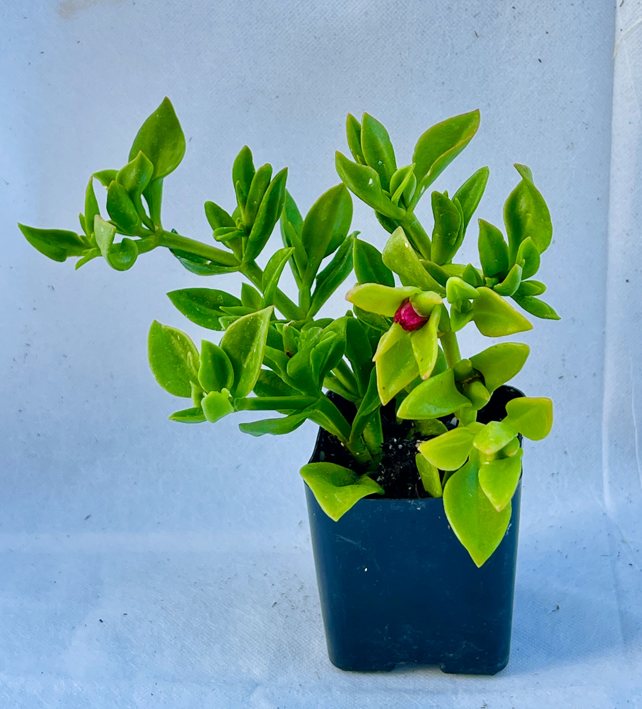 MiniEpic OP-LS-16 hseplants - View #8