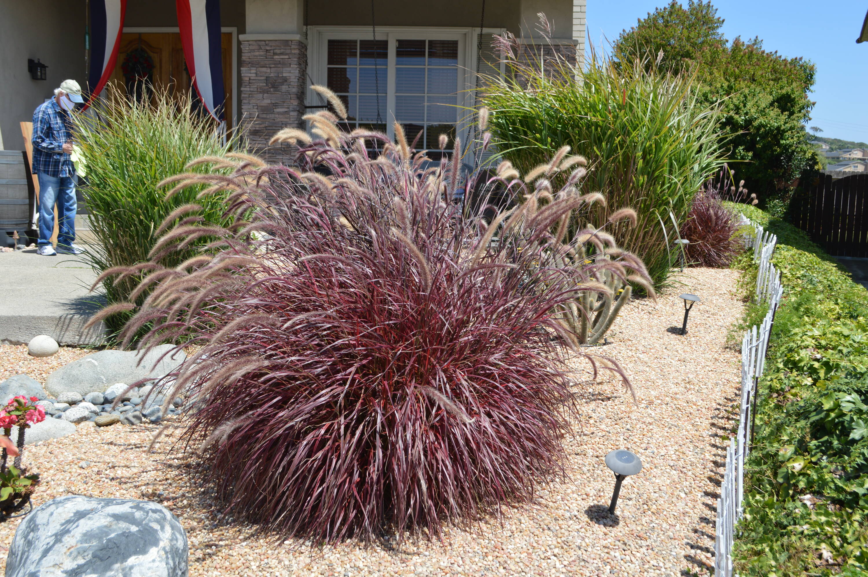 National Plant Network LW7330 Ornamental-Grasses - View #4